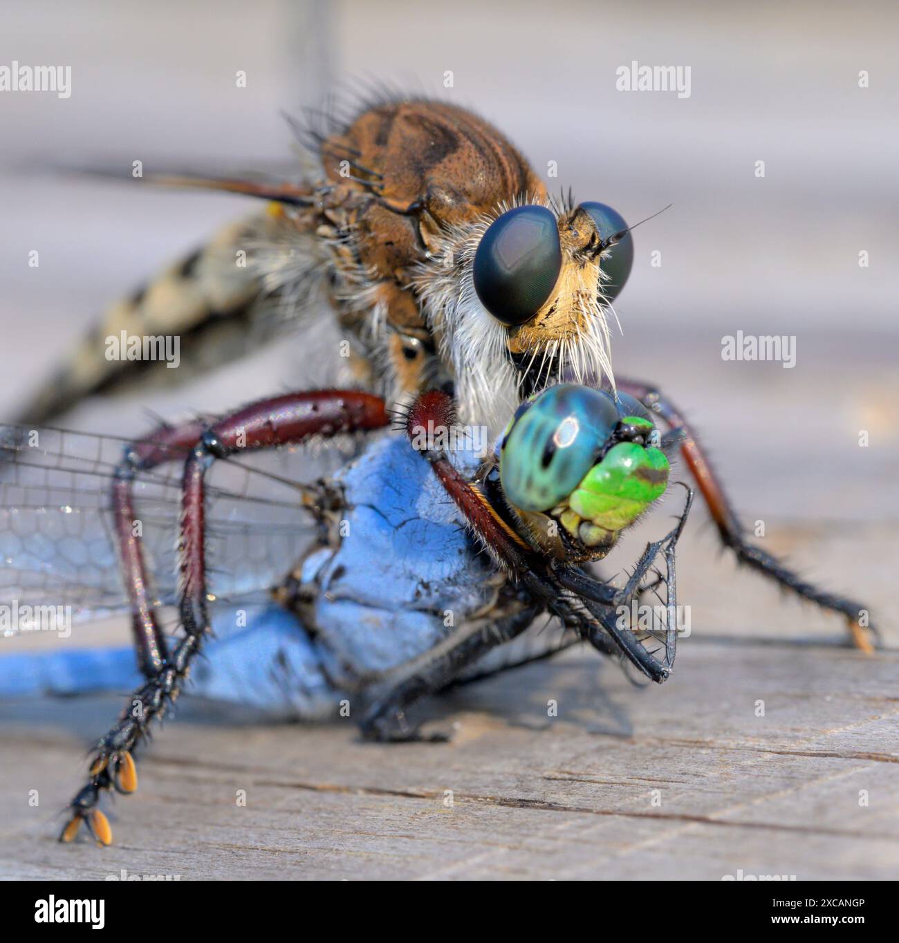 Lion Fly, o Robber Fly (Promachus hinei), con la libellula uccisa, zona di Houston, Texas, Stati Uniti. Foto Stock