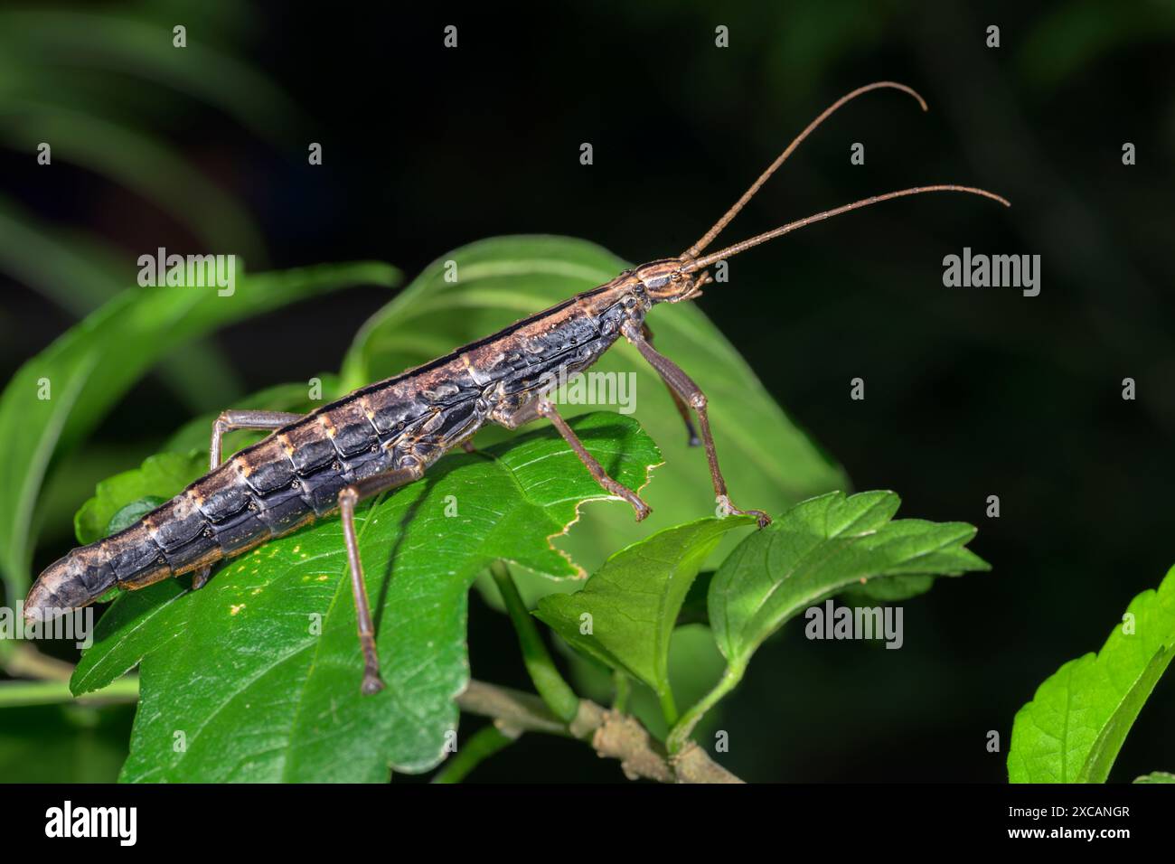 Insetto Walkingstick a due strisce (Anisomorpha buprestoides) femminile, Galveston, Texas, Stati Uniti. Foto Stock