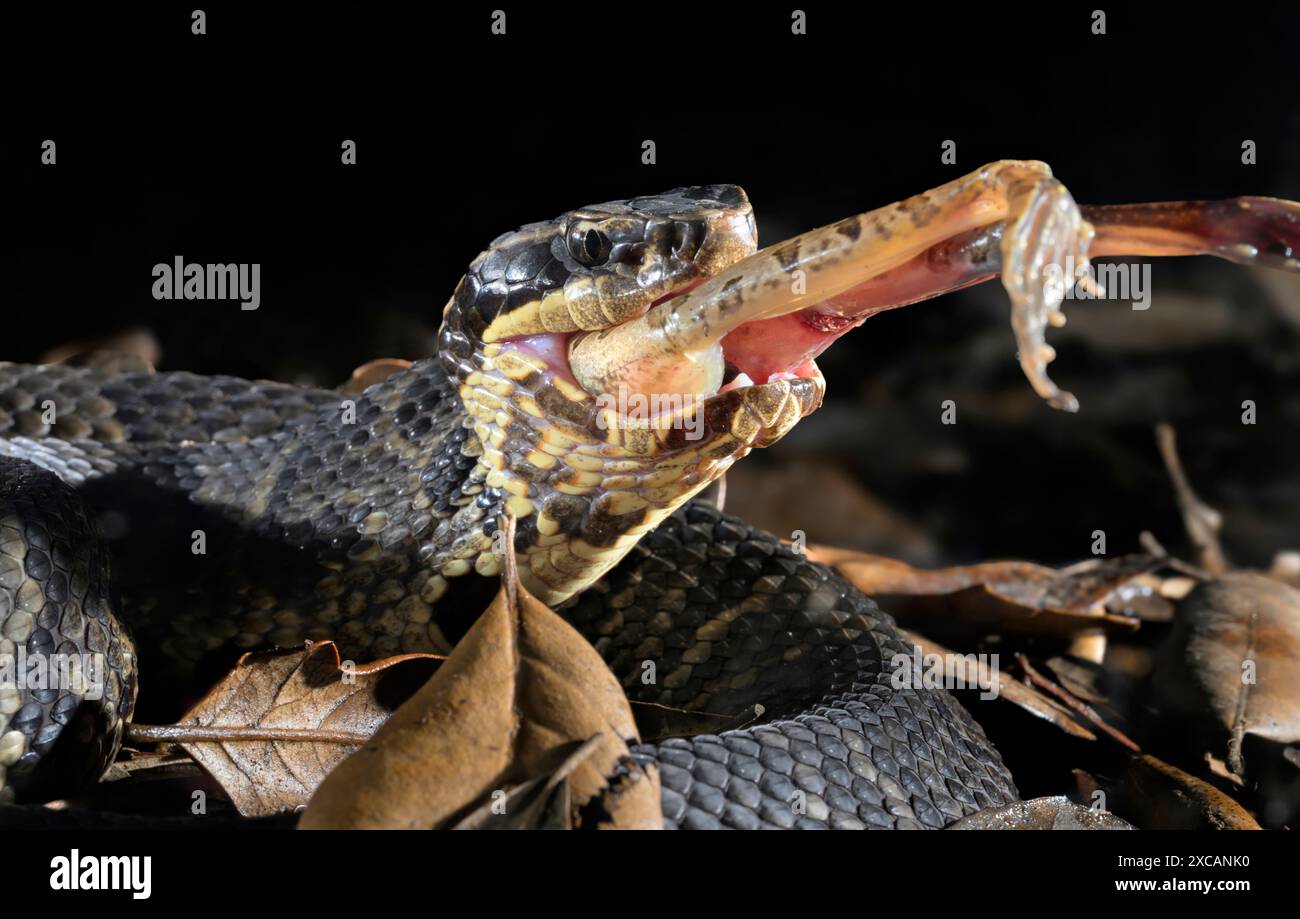 Cottonmouth, noto anche come mocassino d'acqua (Agkistrodon piscivorus) che mangia una rana leopardo, nell'area di Houston, Texas, Stati Uniti. Foto Stock