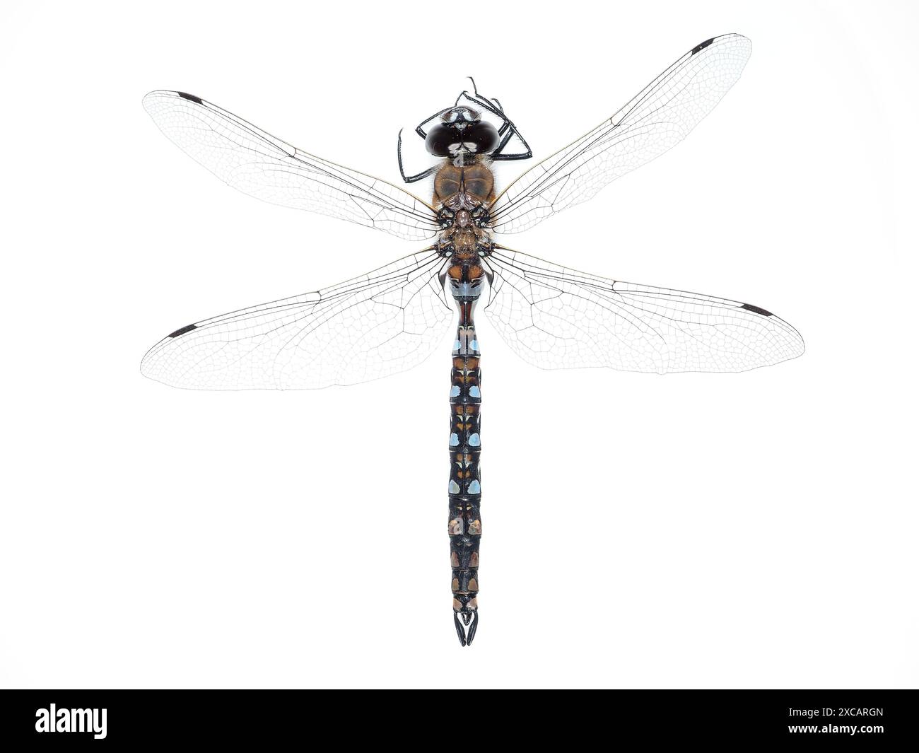 Dragonfly identificato come Rhionaeschna californica (California darner) maschio dallo stato di Washington, USA Foto Stock