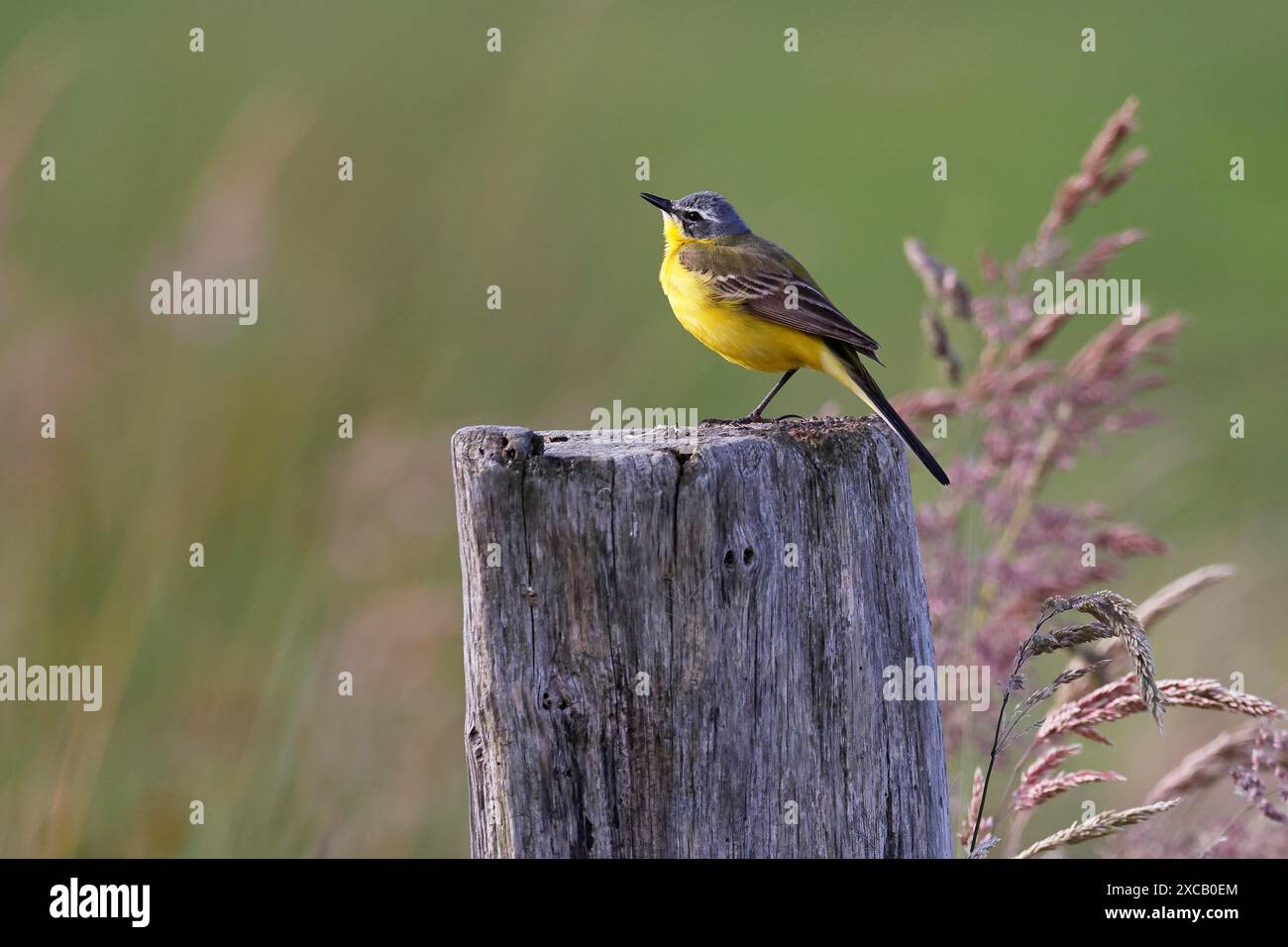 Wagtail giallo occidentale (Motacilla flava), wagtail prato, maschio su un palo di legno, Schleswig-Holstein, Germania Foto Stock