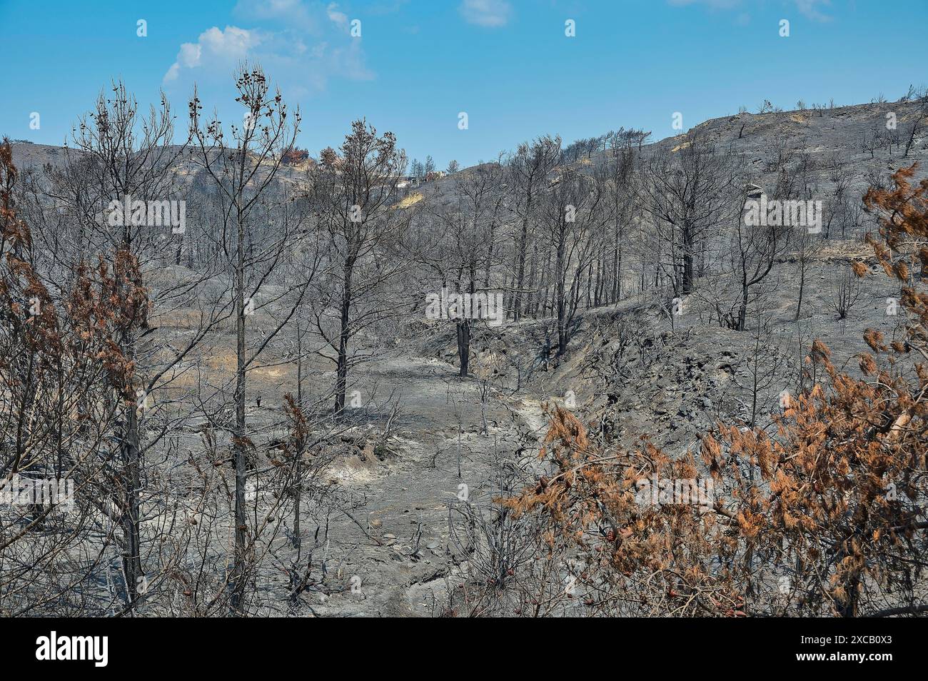 Una foresta collinare bruciata con alberi carbonizzati, che suggerisce calamità naturali e un aspetto desolato, incendi boschivi, estate 2023, danni da incendi boschivi, Kiotari Foto Stock