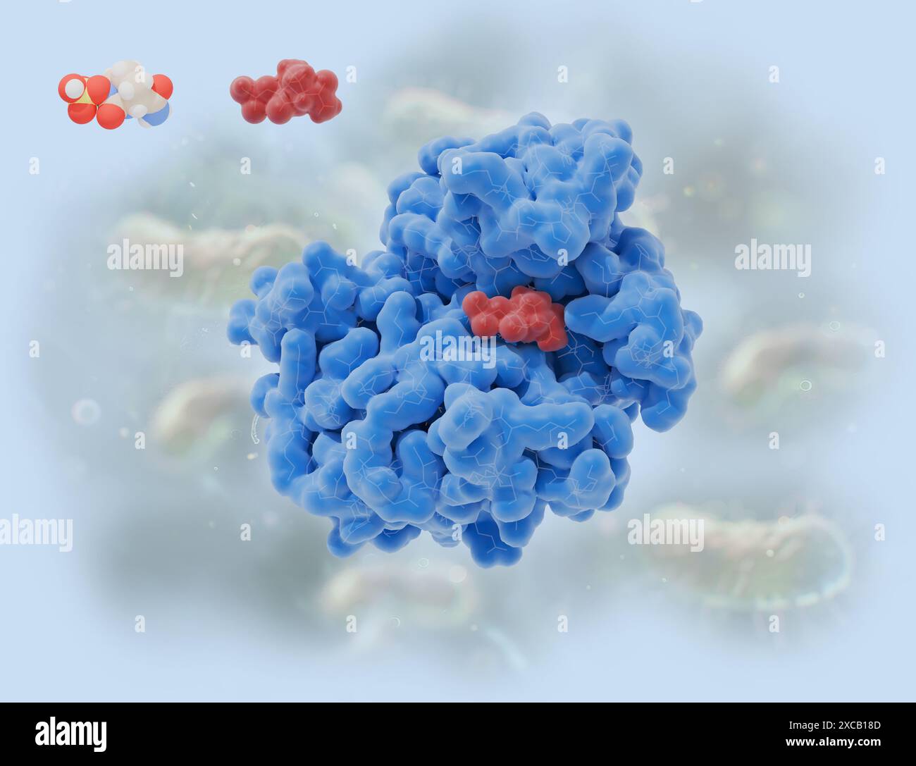 Illustrazione del farmaco avibactam (rosso) che inibisce l'enzima batterico beta-lattamasi (blu). Avibactam viene somministrato in combinazione con antibiotici per il trattamento delle infezioni batteriche. La beta-lattamasi scompone il beta-lattame, un componente integrale di alcuni antibiotici, e come tale può rendere i batteri resistenti a questi antibiotici. Poiché avibactam inibisce la beta-lattamasi, può interrompere questa resistenza. La struttura molecolare dell'avibactam (in alto a sinistra) è mostrata con atomi rappresentati come sfere e codificati a colori: Carbonio (grigio), idrogeno (bianco), ossigeno (rosso), idrogeno (blu) e zolfo (giallo). Foto Stock
