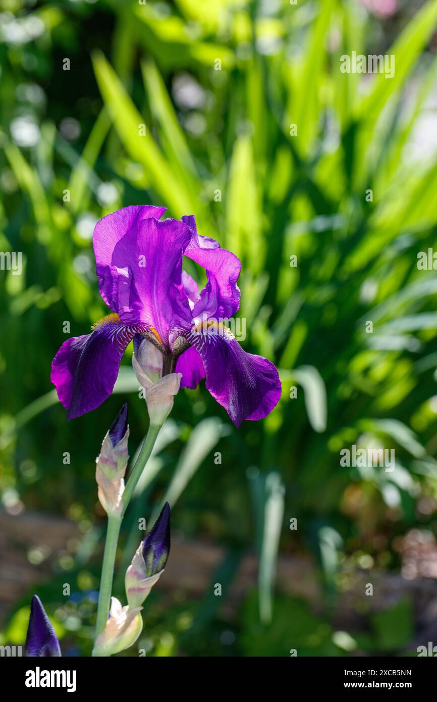 Iris barbuti alti Joanna, Tyskiris (Iris x germanica) Foto Stock