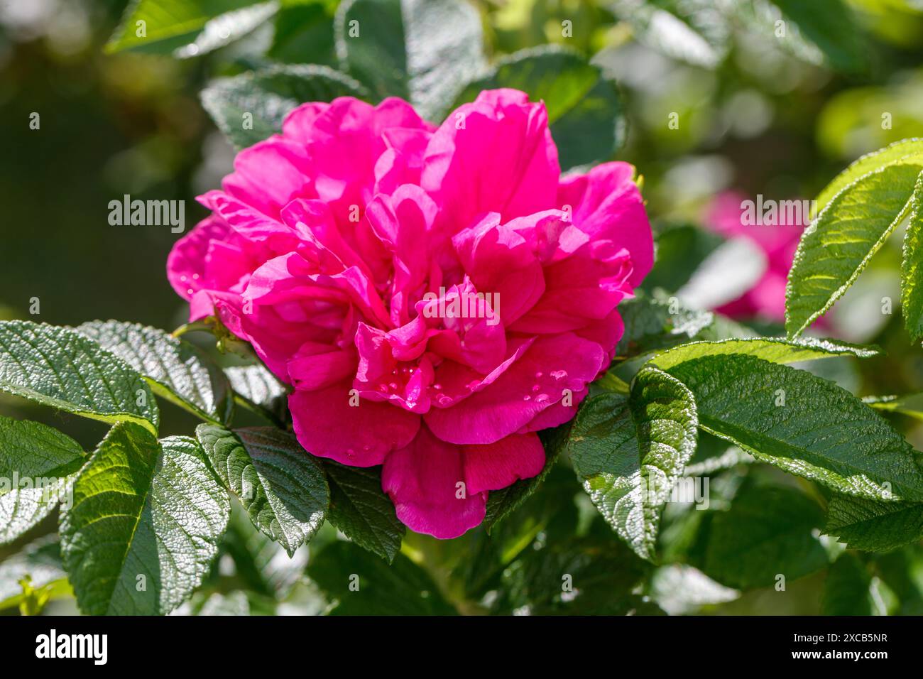 Rosa giardino 'Hansa', Trädgårdsros (Rosa x rugosa) Foto Stock