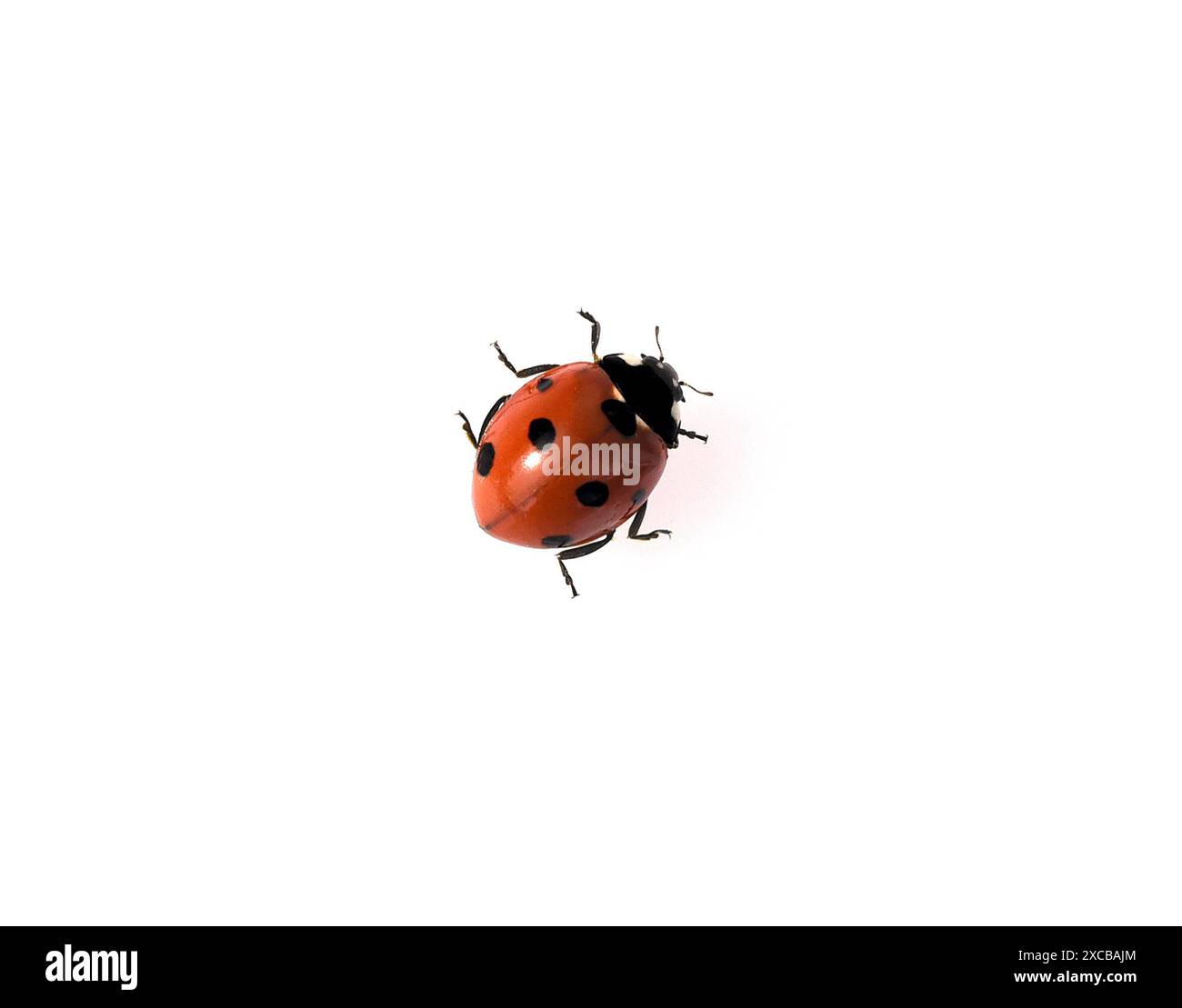 Marienkaefer, Coccinella semptempunctata, ist ein huebscher roter della Kaefer mit schwarzen Punkte. Insekt Das ist sehr nuetzlich und frisst viele Blattlae Foto Stock