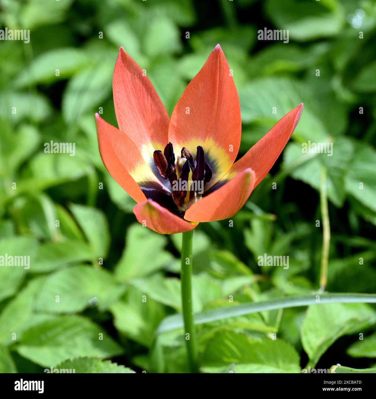 Wildtulpen sind die Vorfahren moderner Gartentulpen. I tulipani selvatici sono gli antenati dei moderni tulipani da giardino Felsentulpe, Tulipa saxatilis *** tuli selvatici Foto Stock