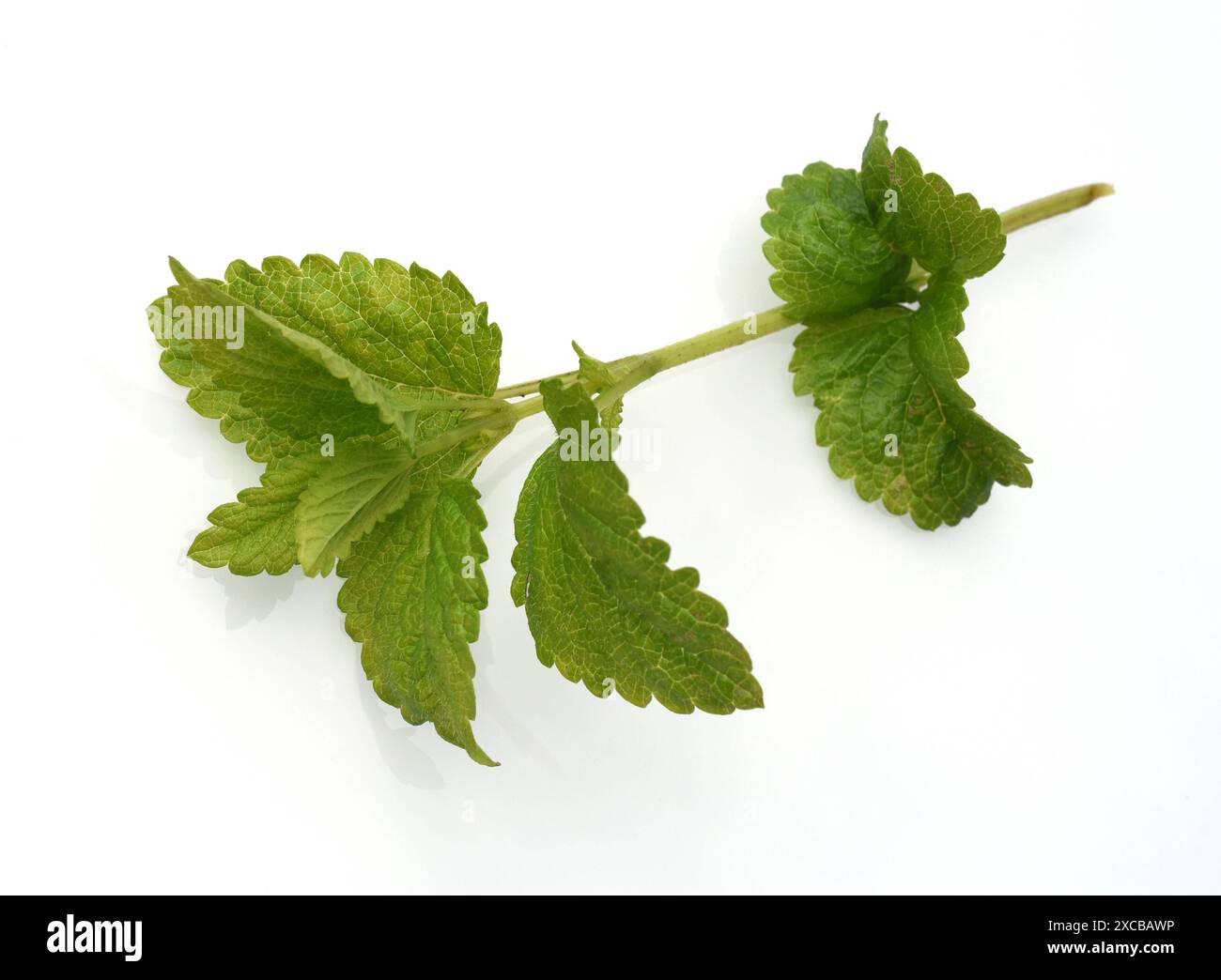 Zitronenmelisse Melissa officinalis, ist eine wichtige Heilpflanze und eine Duftpflanze mit weissen Blueten. Sie ist eine schoene Staude und Wird auch Foto Stock