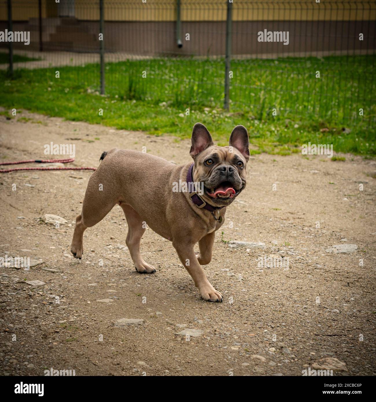 Felice giovane e giocoso bulldog francese cane femmina in natura Foto Stock