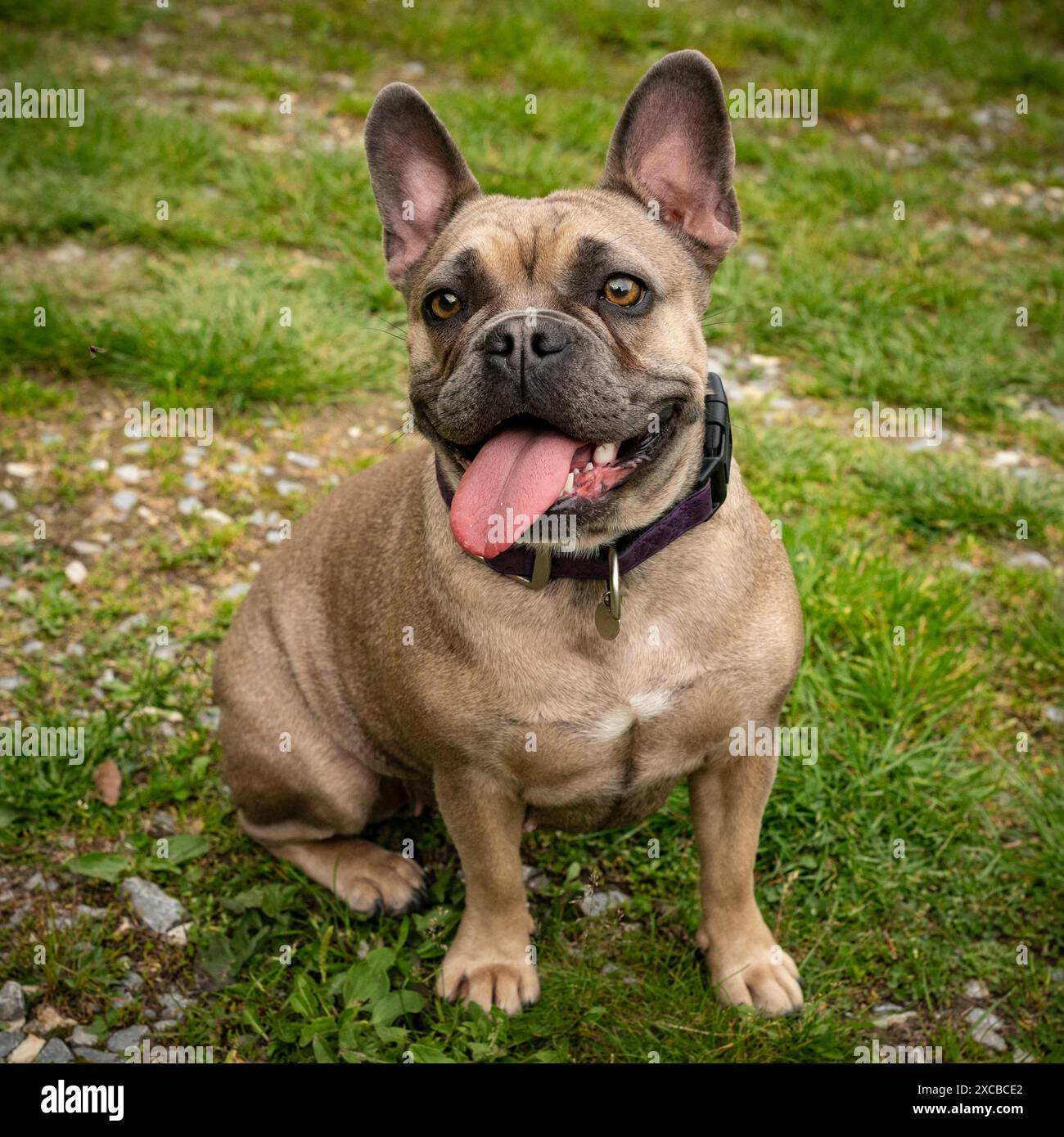 Felice giovane e giocoso bulldog francese cane femmina in natura Foto Stock