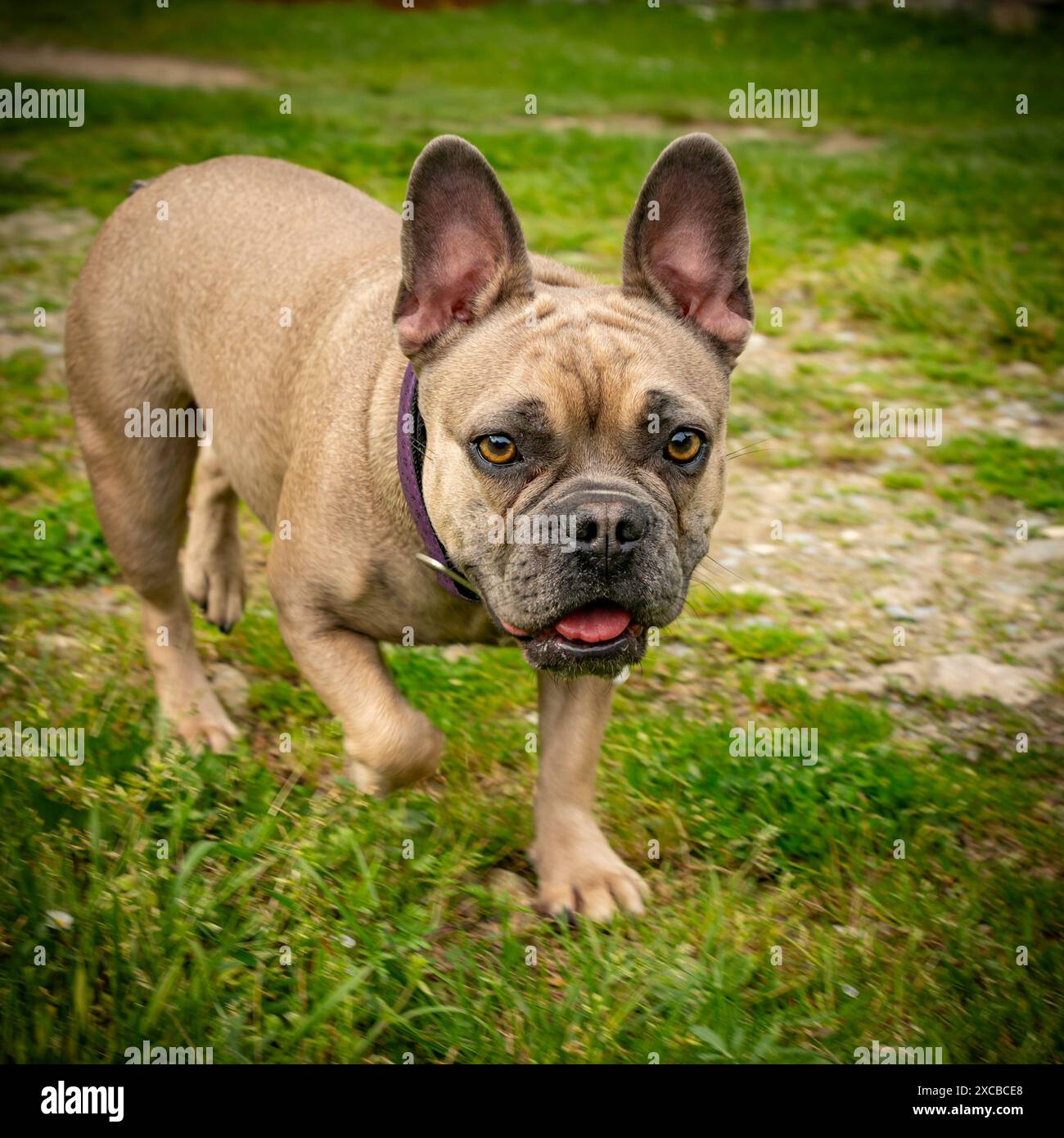 Felice giovane e giocoso bulldog francese cane femmina in natura Foto Stock