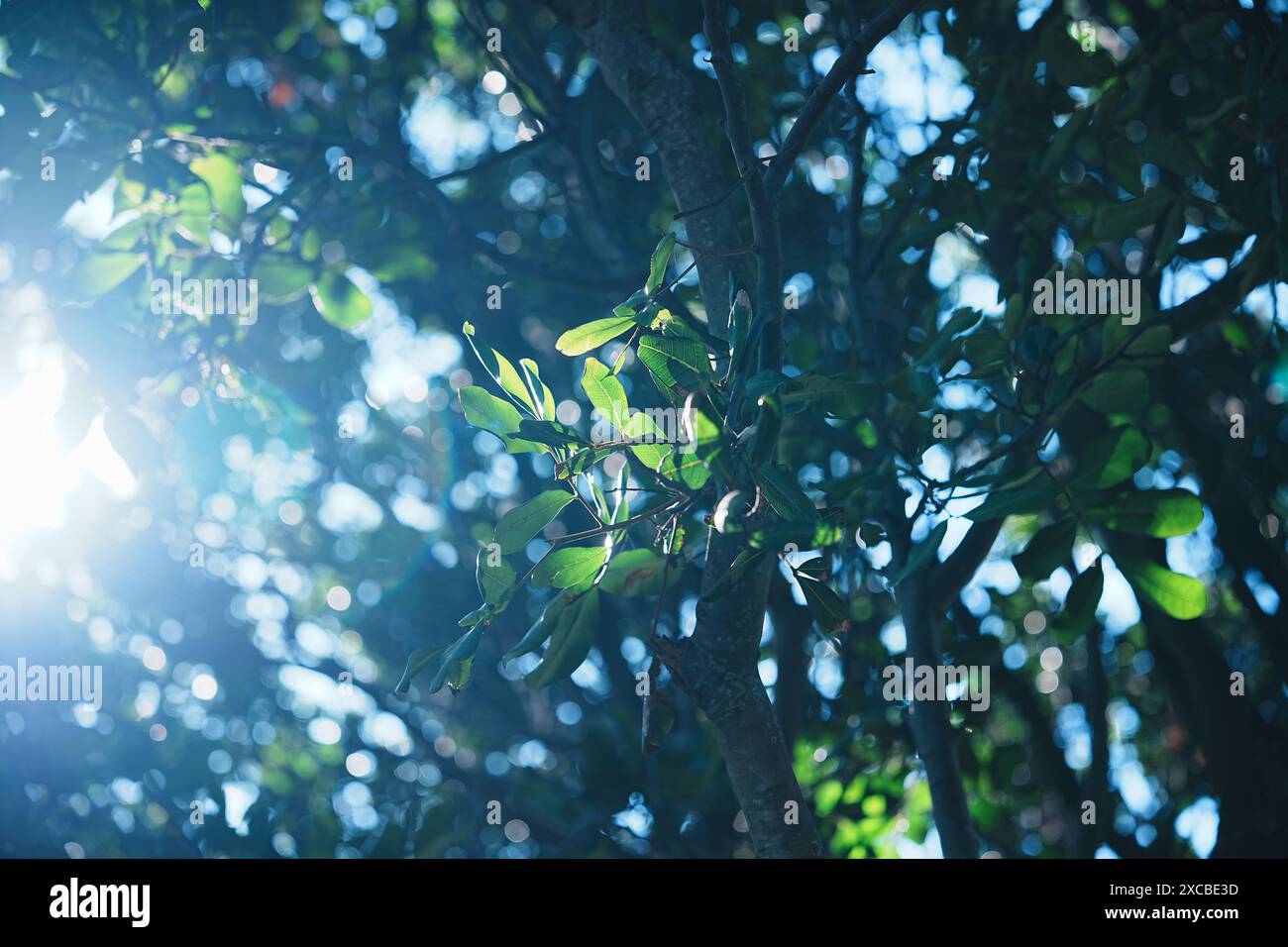 La luce del sole filtra tra tra gli alberi in una giornata di sole Foto Stock