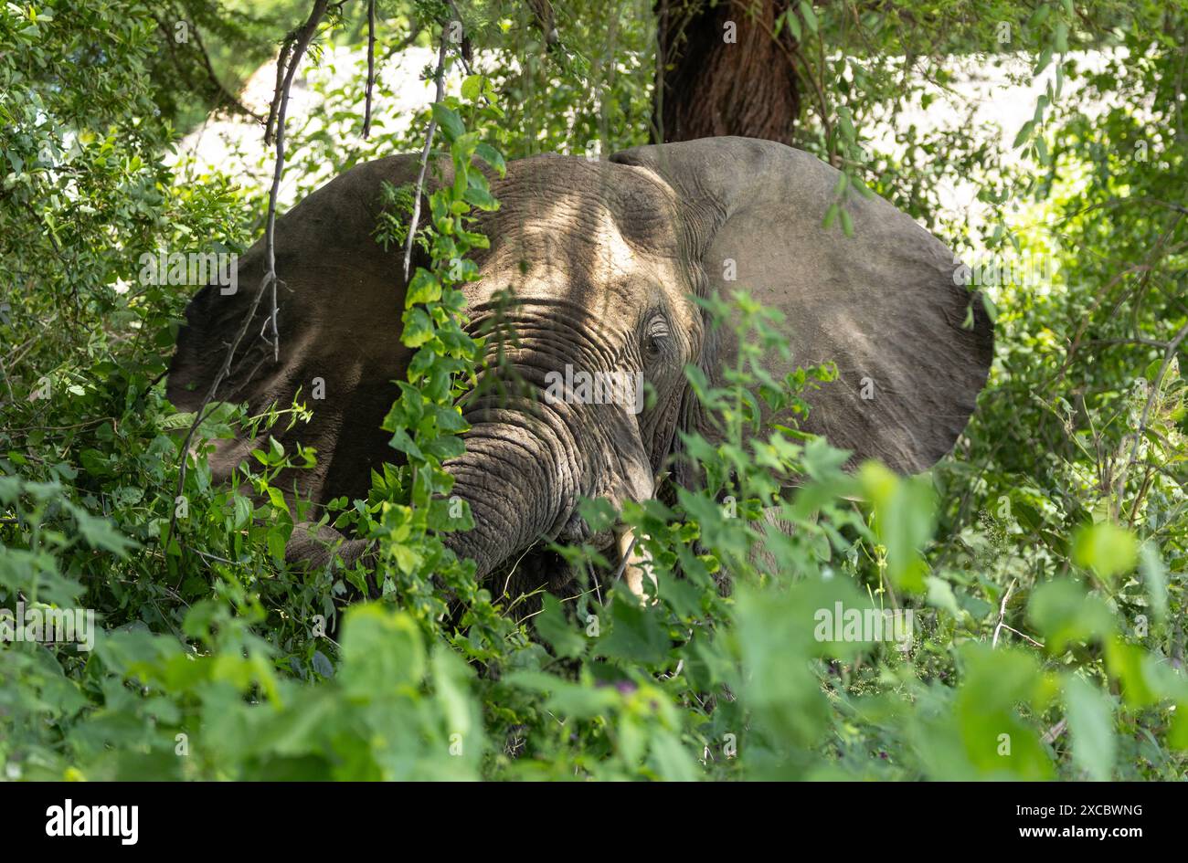 Un toro elefante si nutre nella fitta vegetazione sulle rive del grande fiume Ruaha. La vita è facile durante le piogge con cibo e acqua in abbondanza Foto Stock