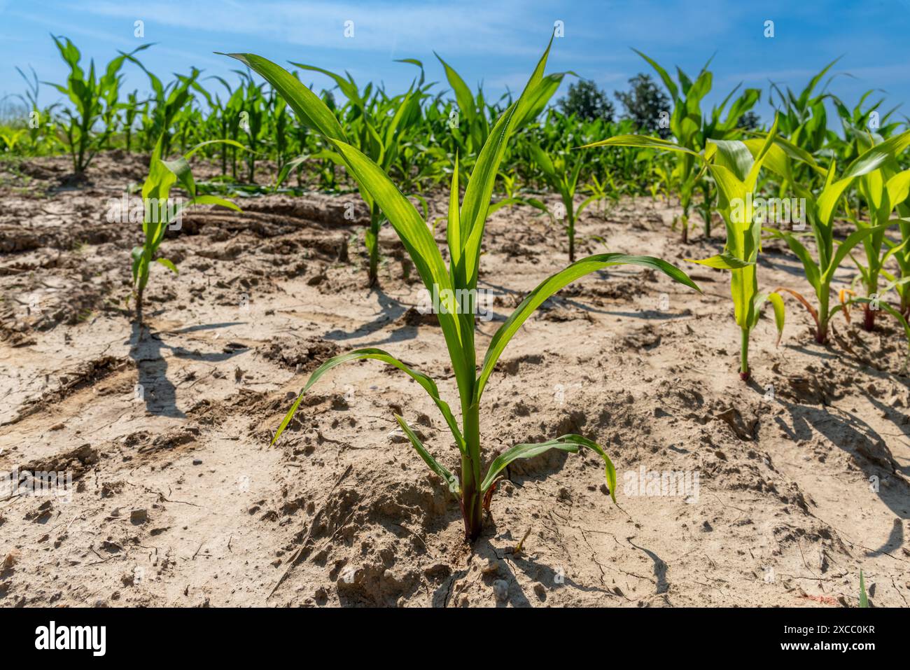 Giovani piante di mais allineate nel campo sotto il cielo blu Foto Stock