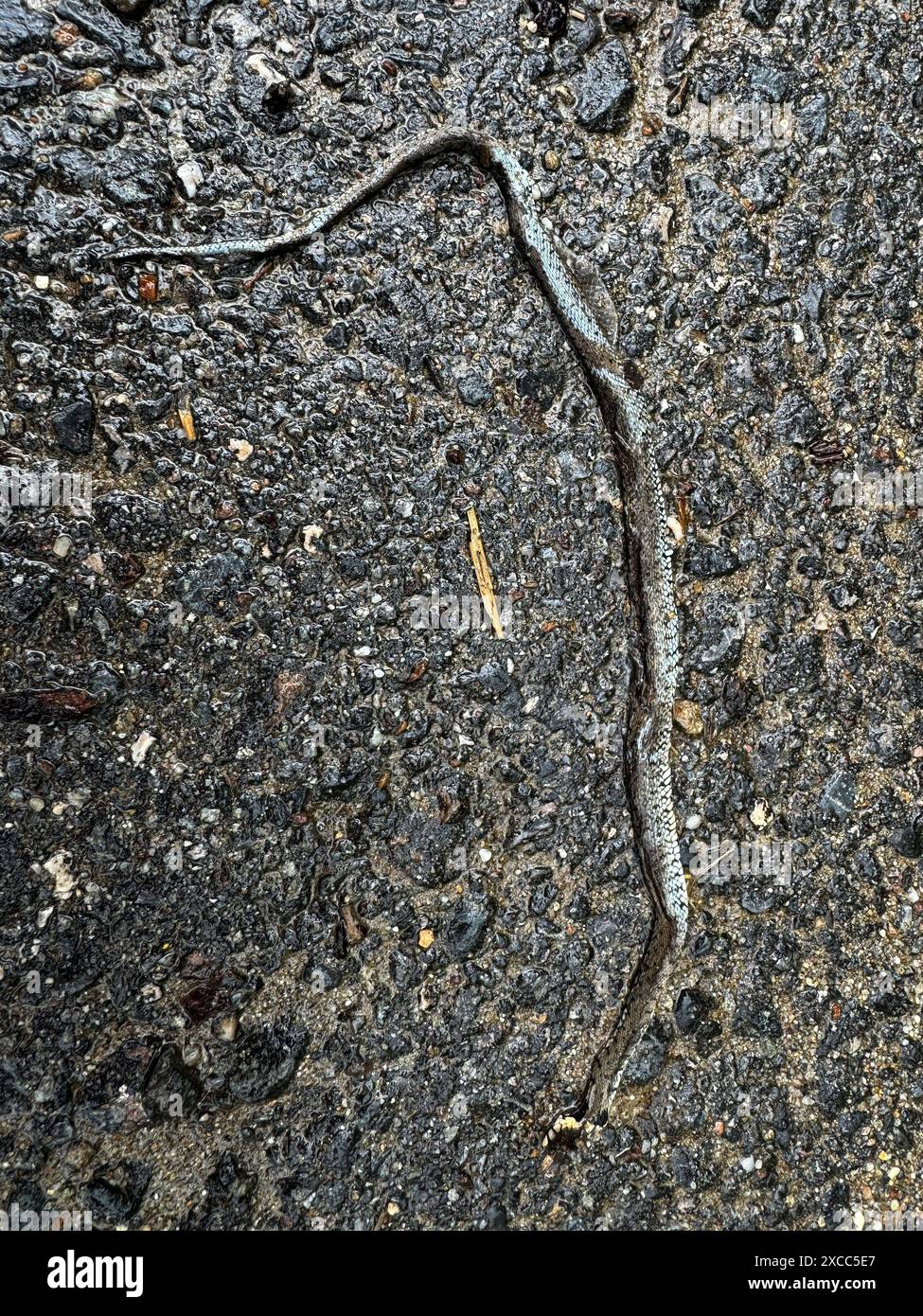 Serpente morto su una strada Foto Stock