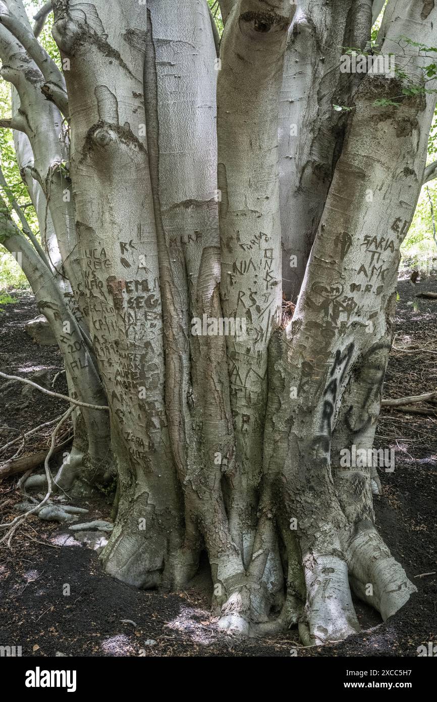 Un pioppo (populus tremula) su un sentiero sull'Etna sembra essere un luogo popolare per gli escursionisti per incidere il loro nome o le loro iniziali nella sua corteccia bianca Foto Stock