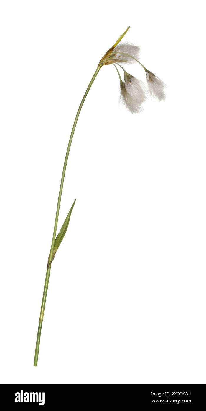 Cottongrass dalle foglie larghe - Eriophorum latifolium Foto Stock