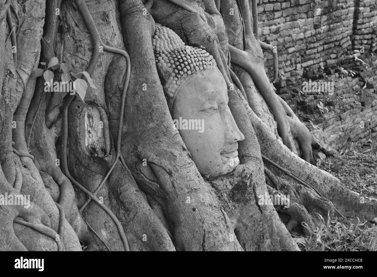Antica statua di Buddha che copre la radice dell'albero di bodhi a Wat Mahathat, punto di riferimento in Thailandia Foto Stock