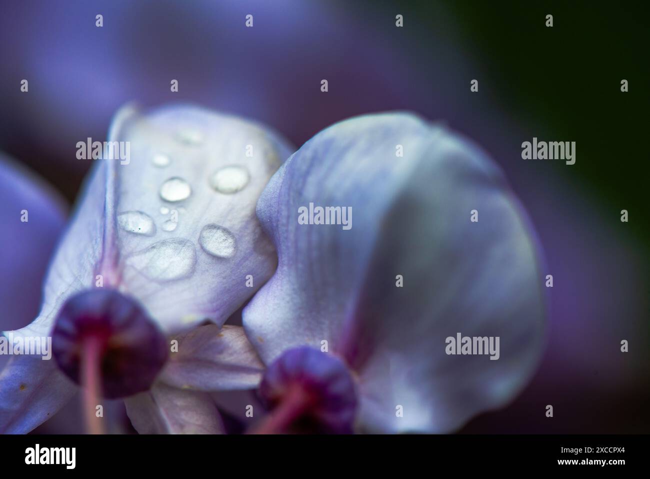 Foto ravvicinata dei fiori di Wisteria sinensis con scintillanti gocce d'acqua, che catturano i dettagli intricati e i vibranti fiori viola nella splendida clari Foto Stock