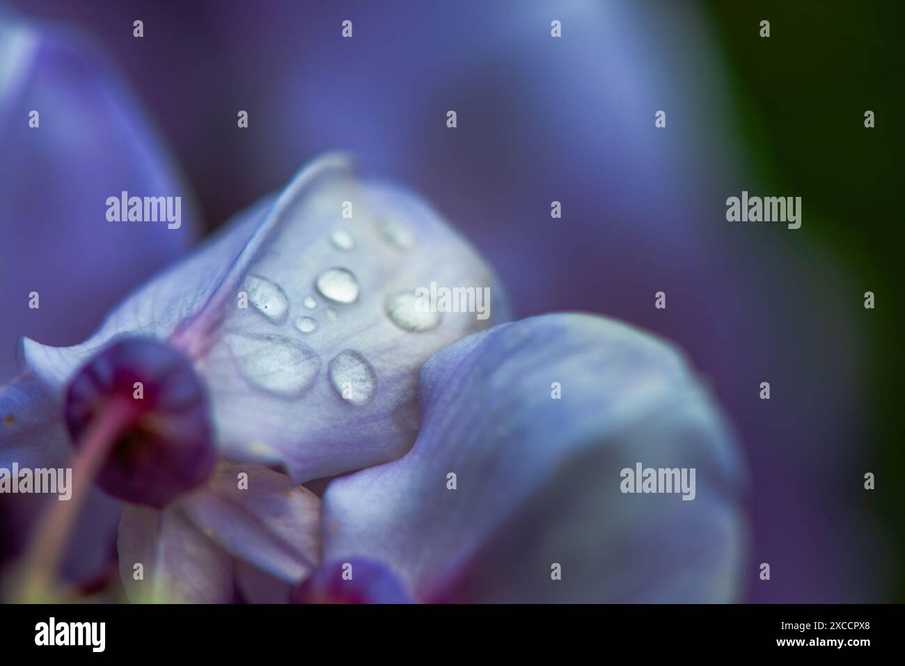 Foto ravvicinata dei fiori di Wisteria sinensis con scintillanti gocce d'acqua, che catturano i dettagli intricati e i vibranti fiori viola nella splendida clari Foto Stock