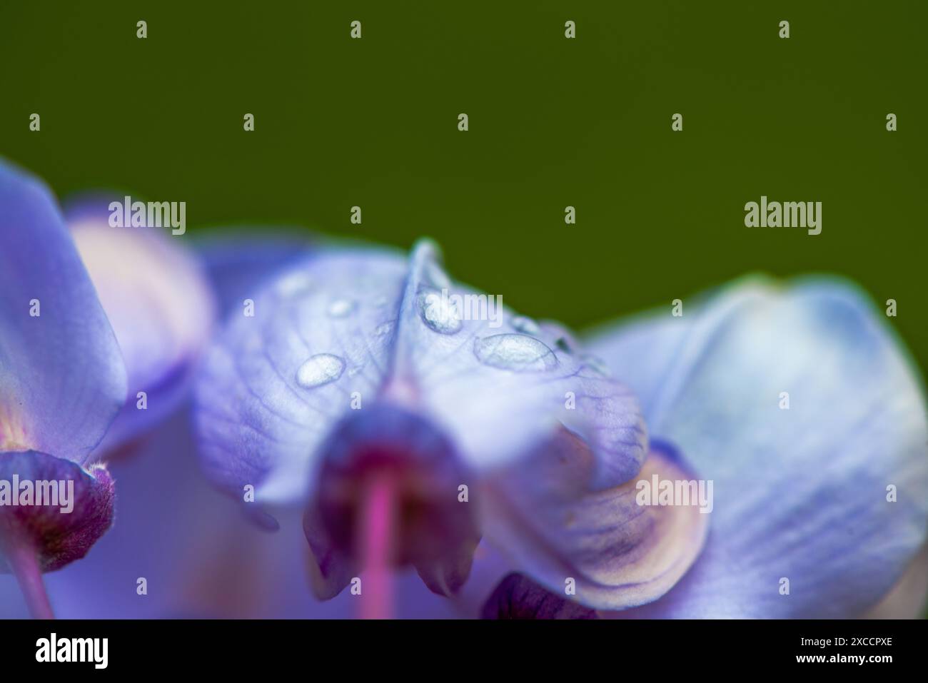 Foto ravvicinata dei fiori di Wisteria sinensis con scintillanti gocce d'acqua, che catturano i dettagli intricati e i vibranti fiori viola nella splendida clari Foto Stock
