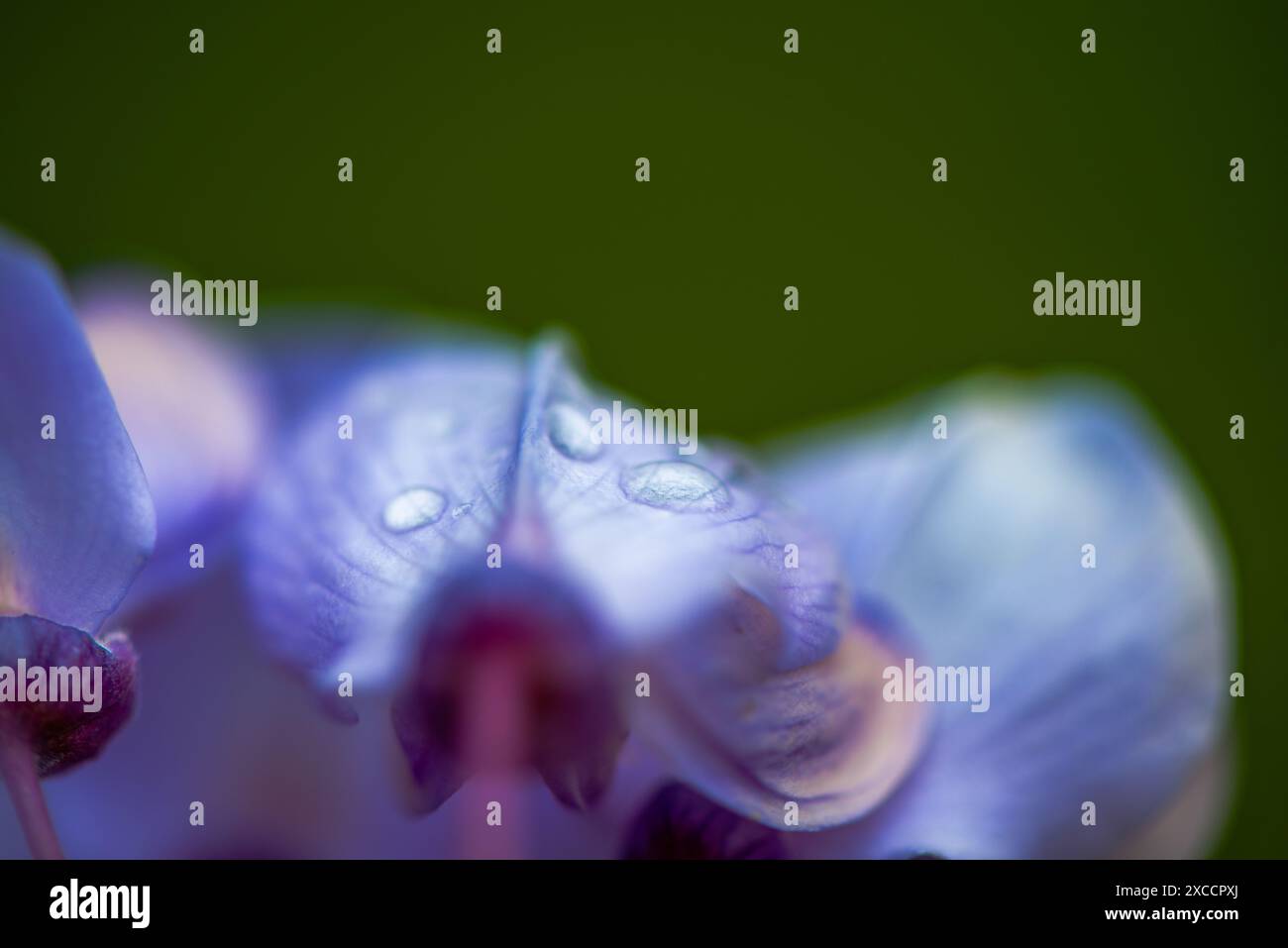 Foto ravvicinata dei fiori di Wisteria sinensis con scintillanti gocce d'acqua, che catturano i dettagli intricati e i vibranti fiori viola nella splendida clari Foto Stock