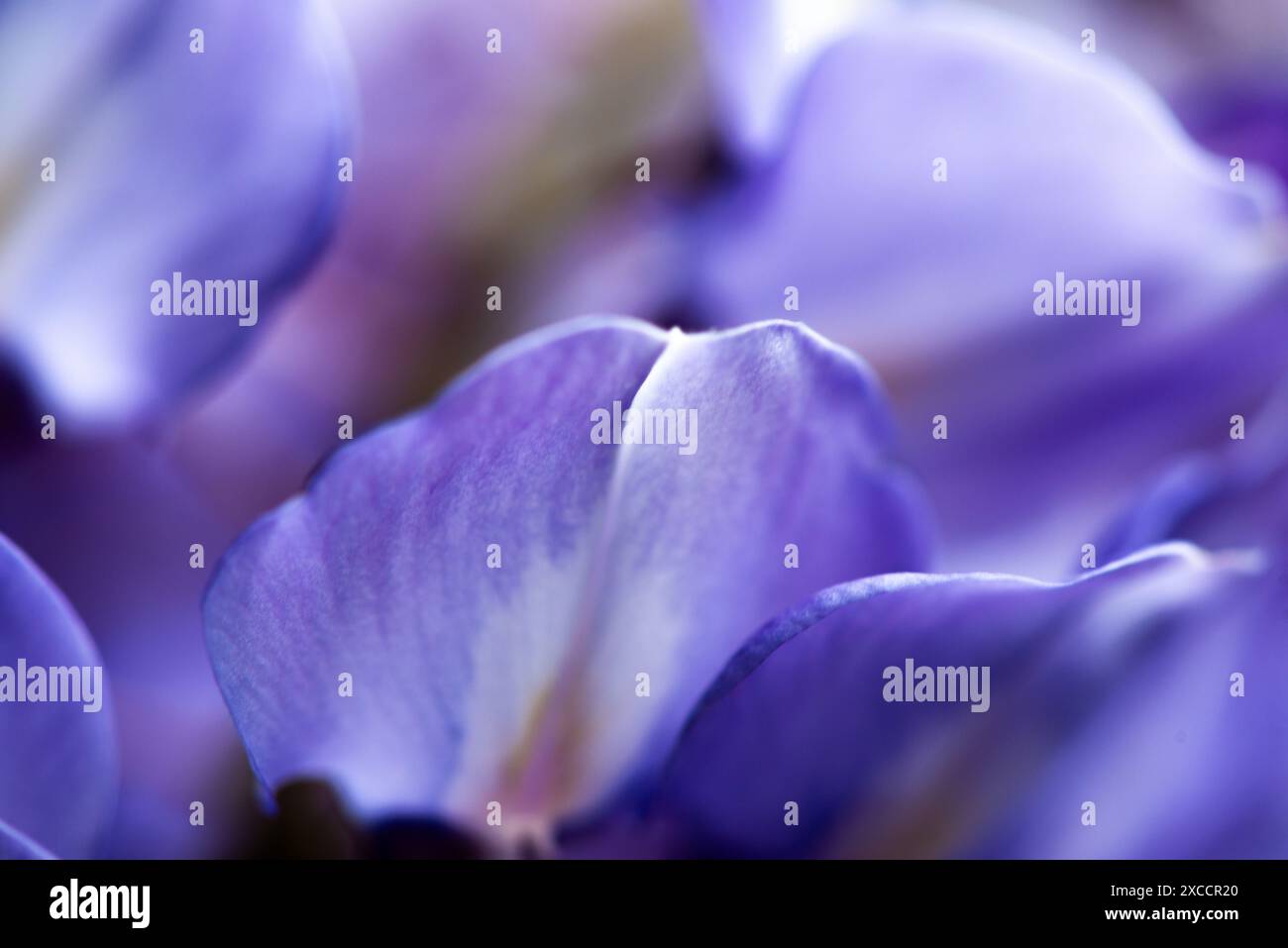 Foto ravvicinata dei fiori di Wisteria sinensis, che catturano i dettagli intricati e i vibranti fiori viola in una splendida mostra botanica. Foto Stock