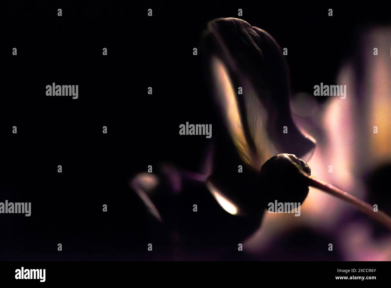 Una straordinaria foto macro che cattura la delicata bellezza di un fiore in condizioni di scarsa illuminazione, evidenziandone i dettagli intricati e gli eleganti petali. Foto Stock