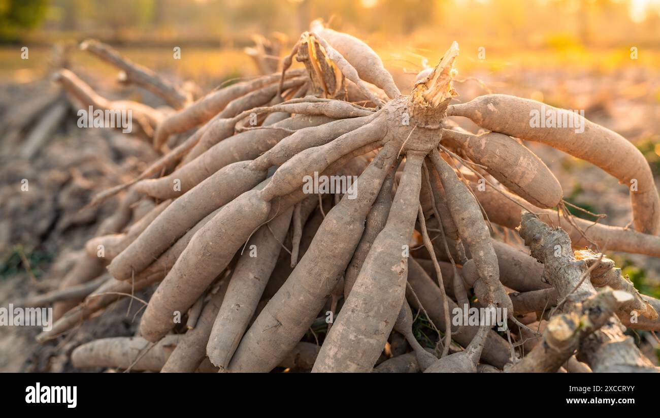 Radici di manioca. Agricoltura sostenibile. Radice di manioca nell'agricoltura tropicale. Produzione alimentare e sostenibilità. Radice di manioca, coltura di base vitale per il cibo Foto Stock