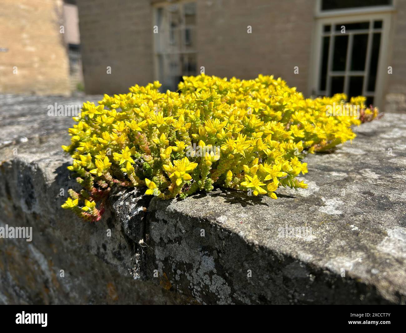 Il Sedum acre, comunemente noto come il muschio d'oro stonecrop, è una pianta perenne della famiglia delle Crassulaceae Foto Stock