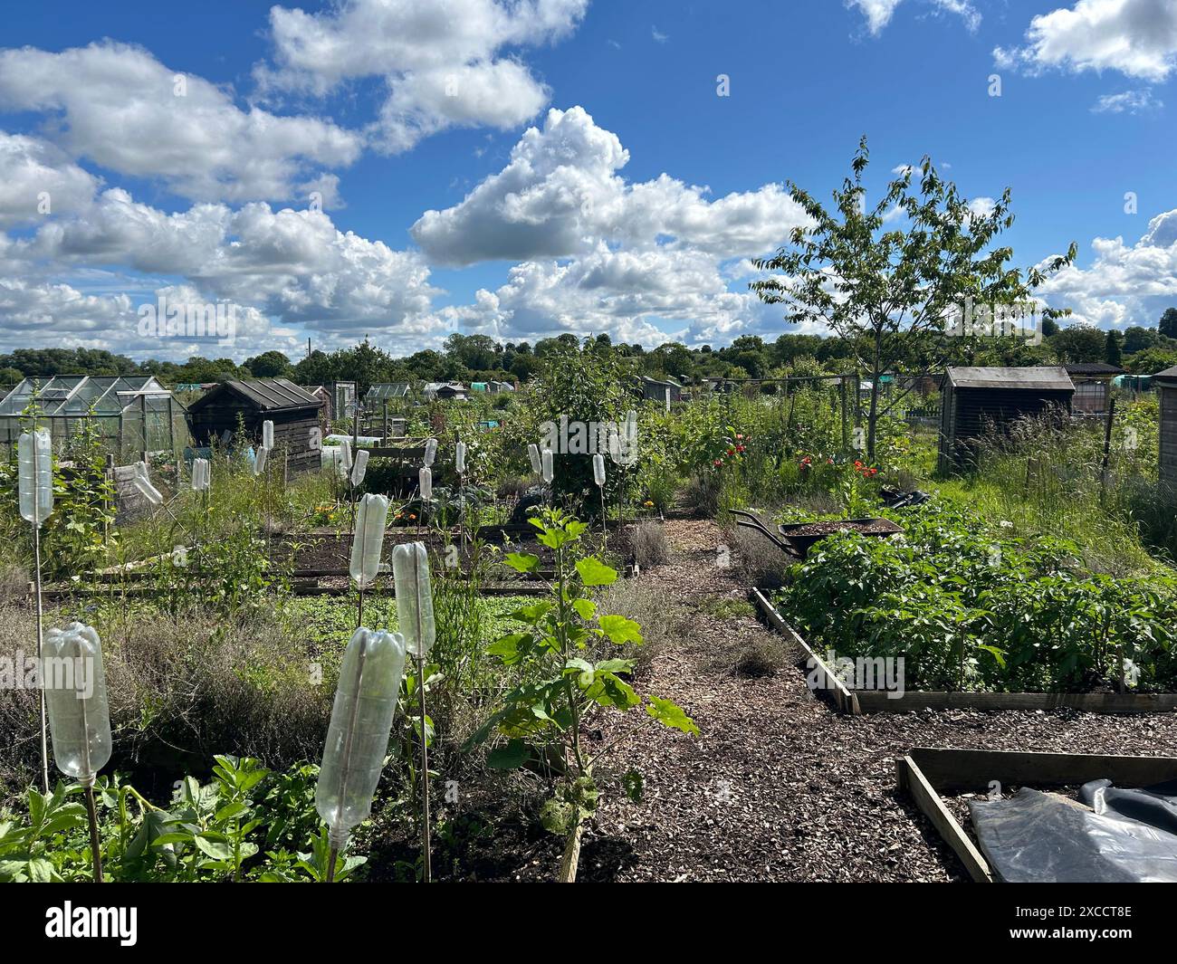 Appezzamenti di assegnazione con vari ortofrutticoli che crescono all'inizio dell'estate a Olney, Buckinghamshire, Inghilterra Foto Stock