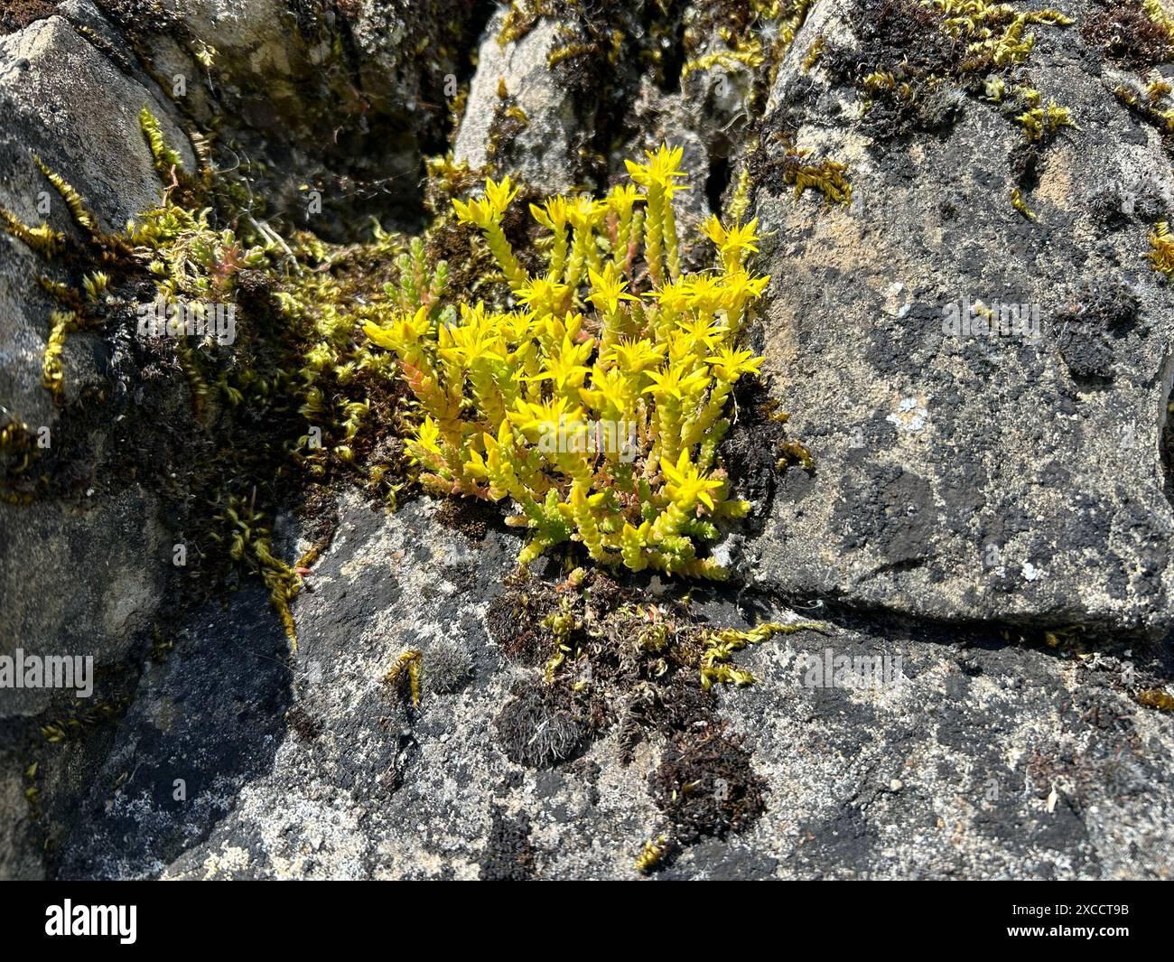 Il Sedum acre, comunemente noto come il muschio d'oro stonecrop, è una pianta perenne della famiglia delle Crassulaceae Foto Stock