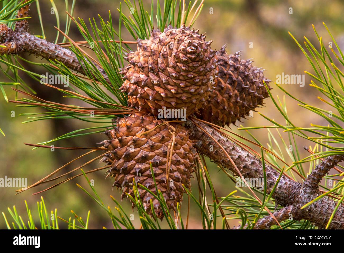 Coni di pino Nountain del tavolo Foto Stock
