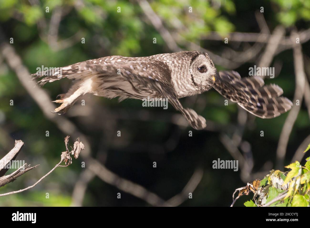 Giovane gufo barrato del Nord (Strix varia) in volo. Chesapeake e Ohio Canal National Historical Park. Maryland. STATI UNITI Foto Stock