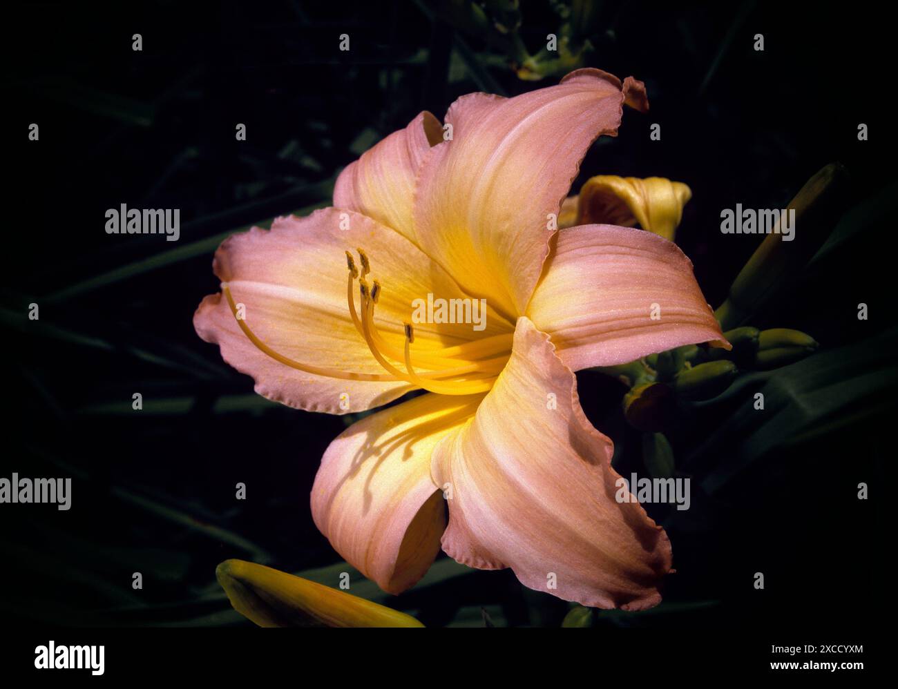 Hybrid Daylily, Hemerocallis 'Ametrhyst Opalesence', Foto Stock