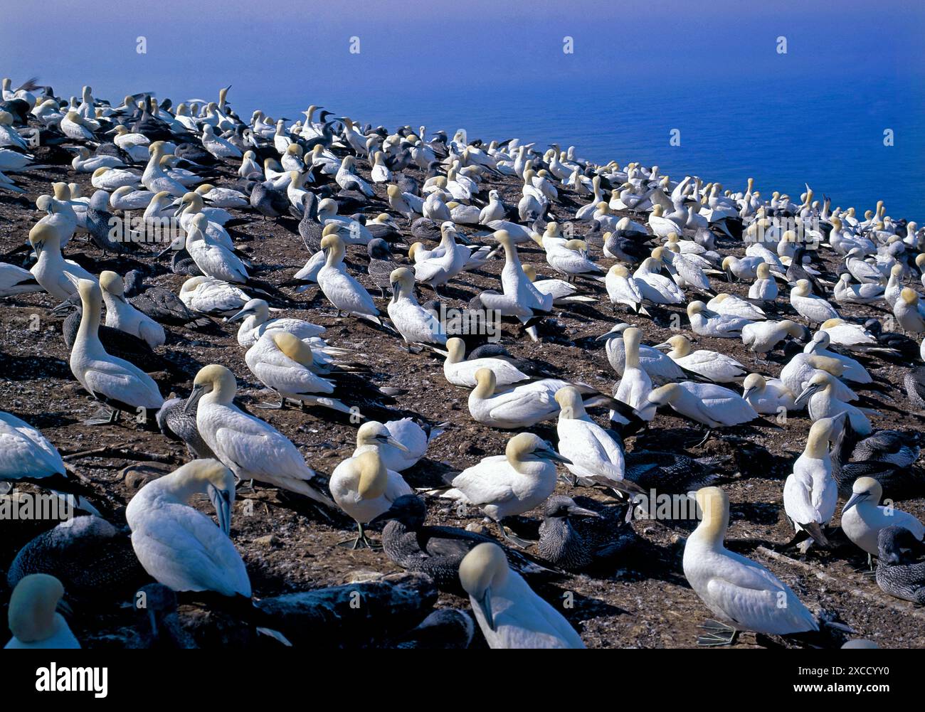 Gannet, Morus bassanus, sull'isola Boneventure, Quebec, Canada Foto Stock