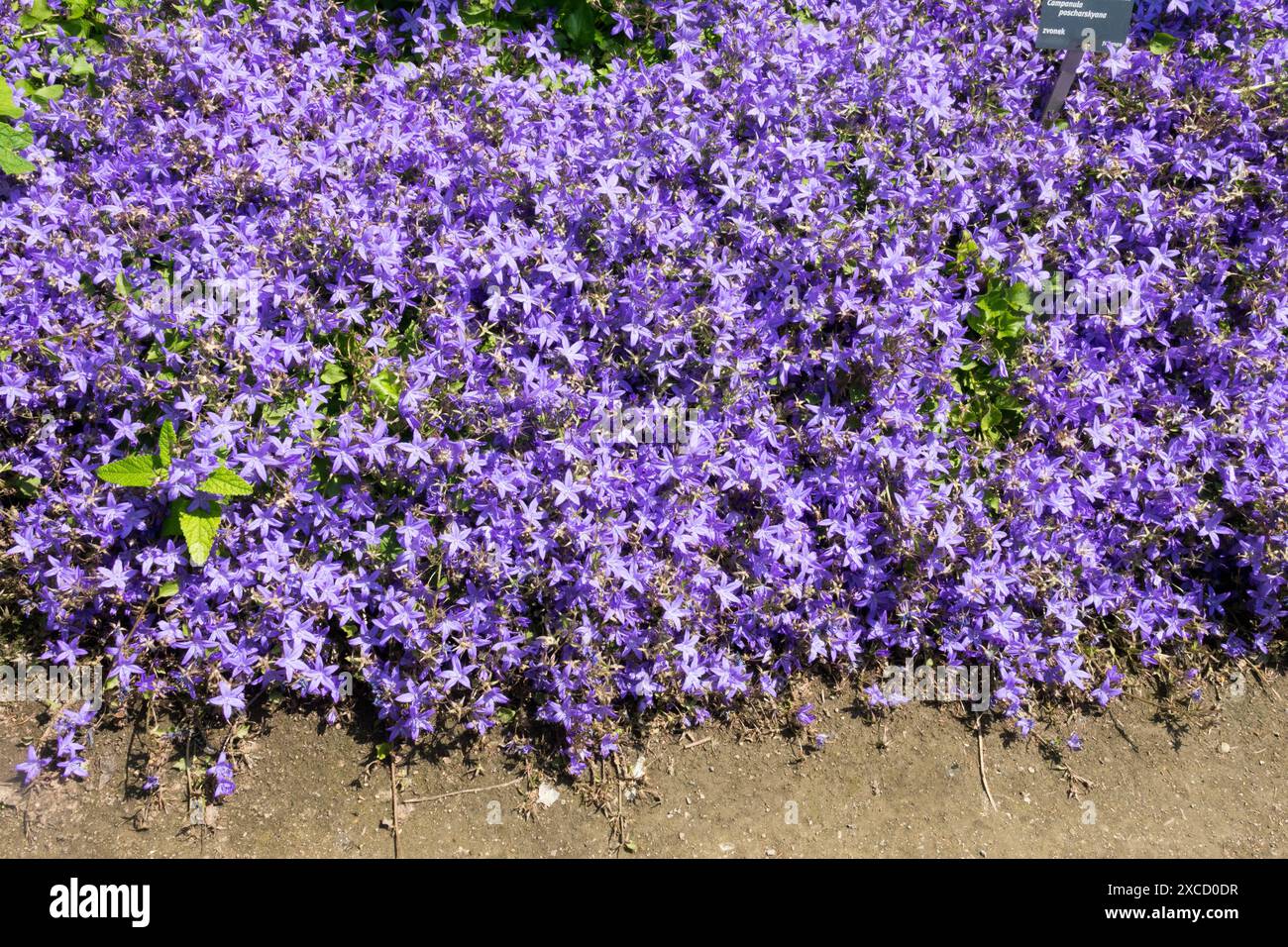 Poscharskys Bellflower Campanula poscharskyana, piante da giardino fiorito blu perenni Foto Stock