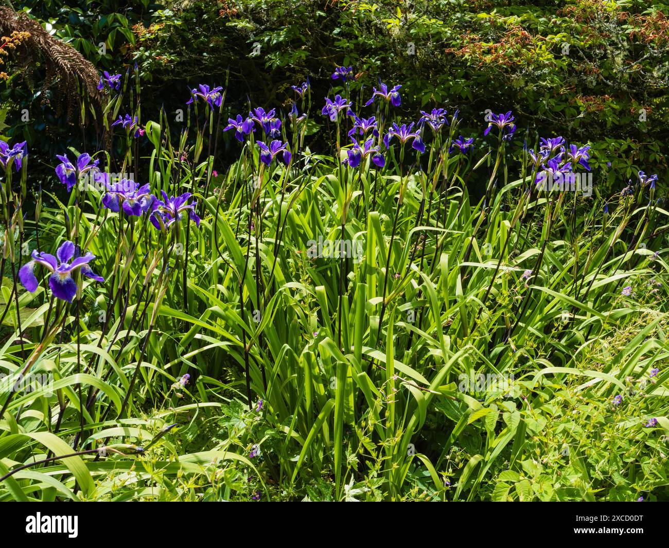 Fiori viola dell'inizio dell'estate dell'irresistibile Iris x robusta "Dark Aura" Foto Stock