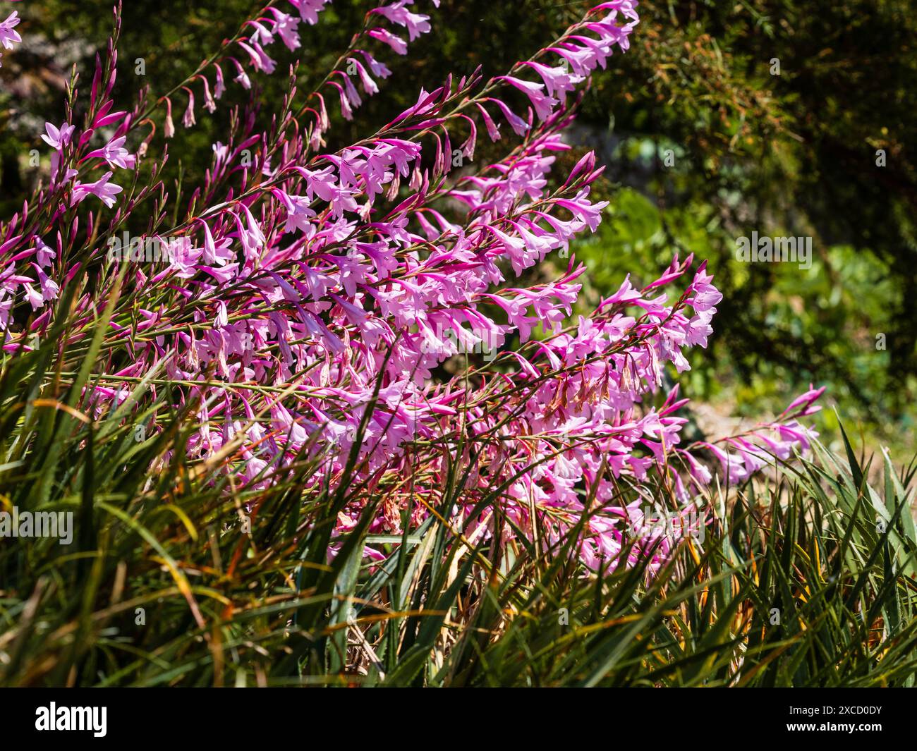 Fiori tubolari rosa nelle punte del giglio semi-duro e corme del capo sudafricano, Watsonia borbonica Foto Stock