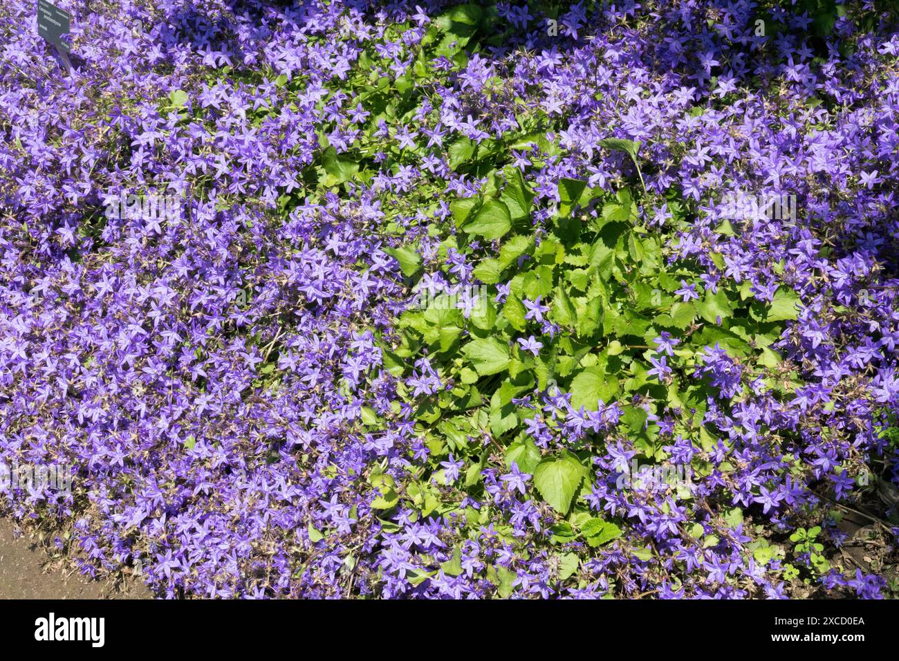 Poscharskys Bellflower Campanula poscharskyana, Blue Flowers Garden Plants Perennials Foto Stock