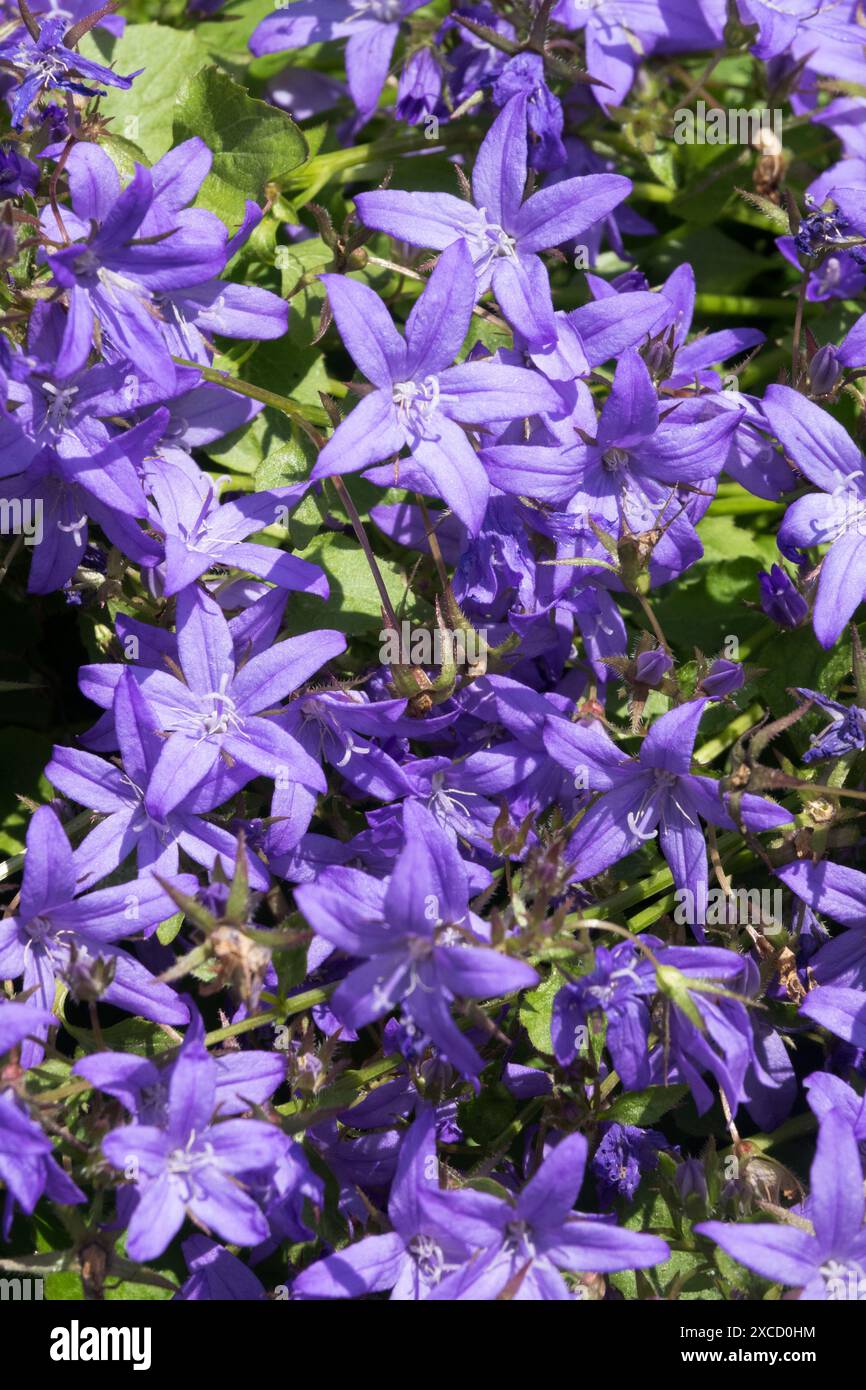 Poscharskys Bellflower Campanula poscharskyana, perenne Blue Flower Garden Plant Foto Stock
