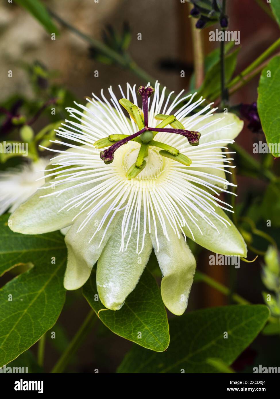 Fiore bianco tinto verde del fiore della passione per l'arrampicata del tendine da semiresistente a resistente, Passiflora "Snow Queen" Foto Stock