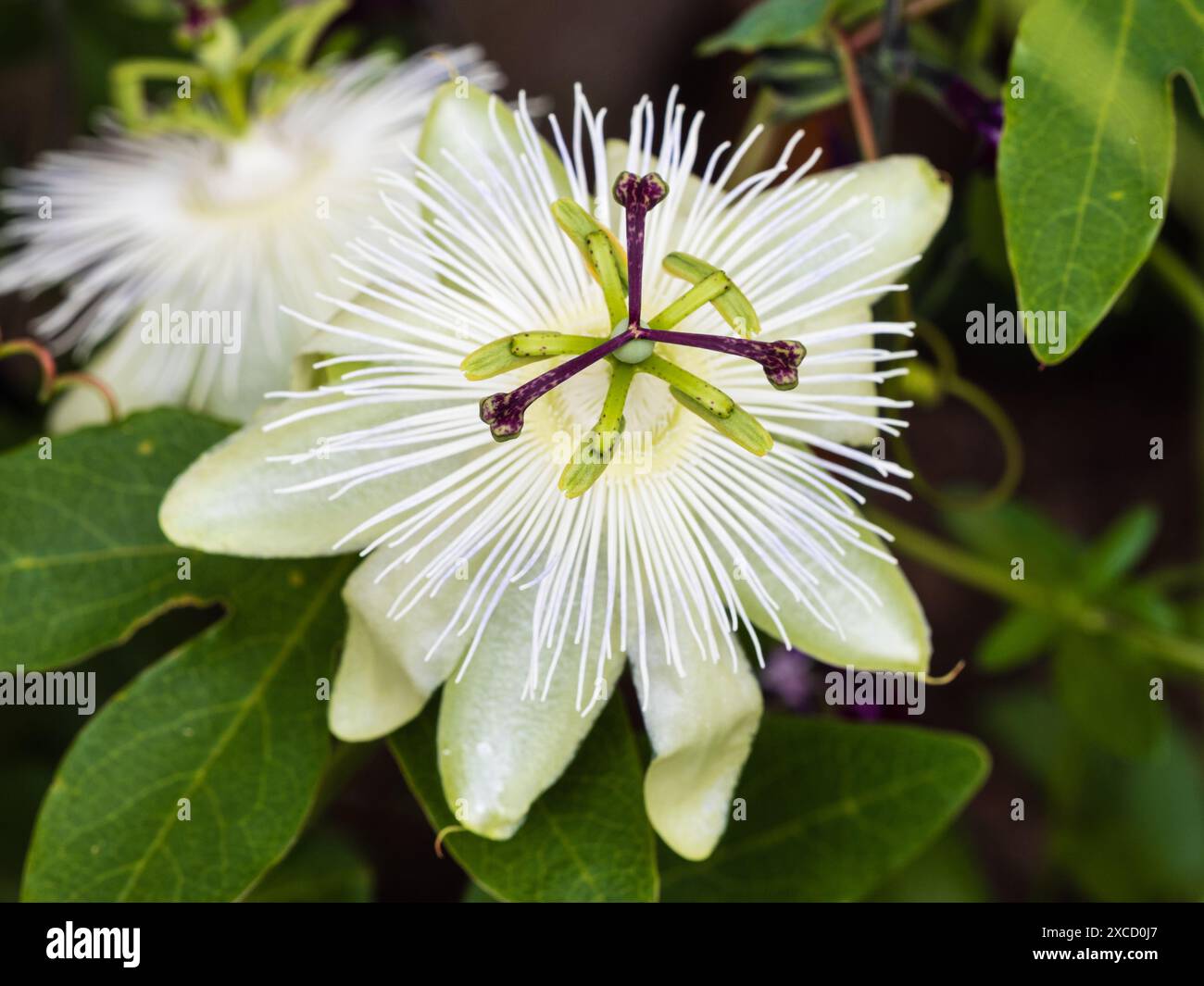 Fiore bianco tinto verde del fiore della passione per l'arrampicata del tendine da semiresistente a resistente, Passiflora "Snow Queen" Foto Stock