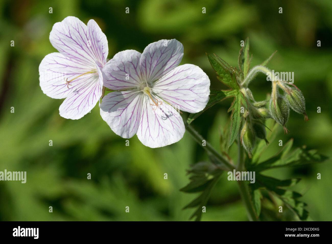 Hardy Geranium clarkei "Kashmir White" fiore Foto Stock