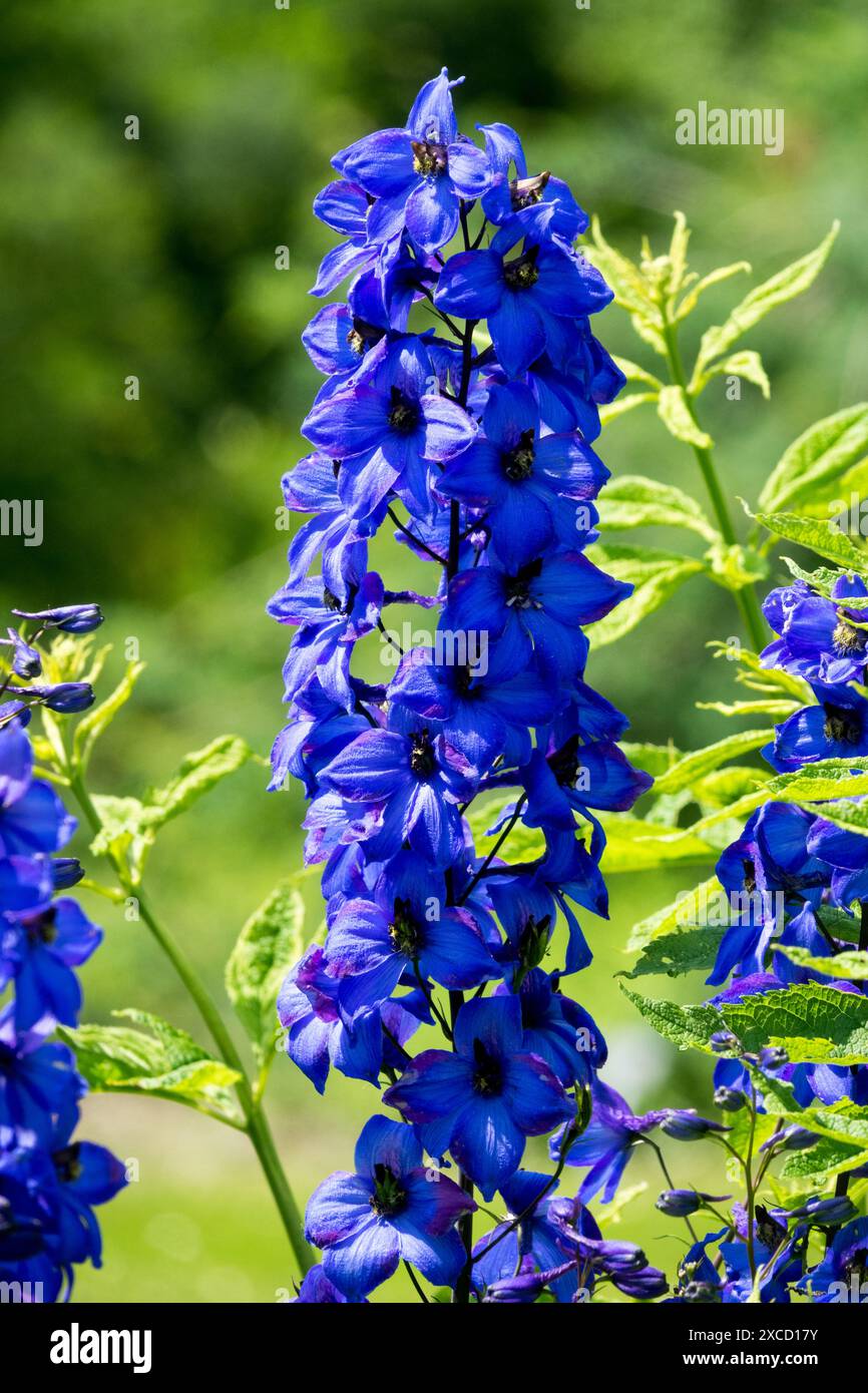 Candela Blu Larkspur, Delphinium elatum Foto Stock