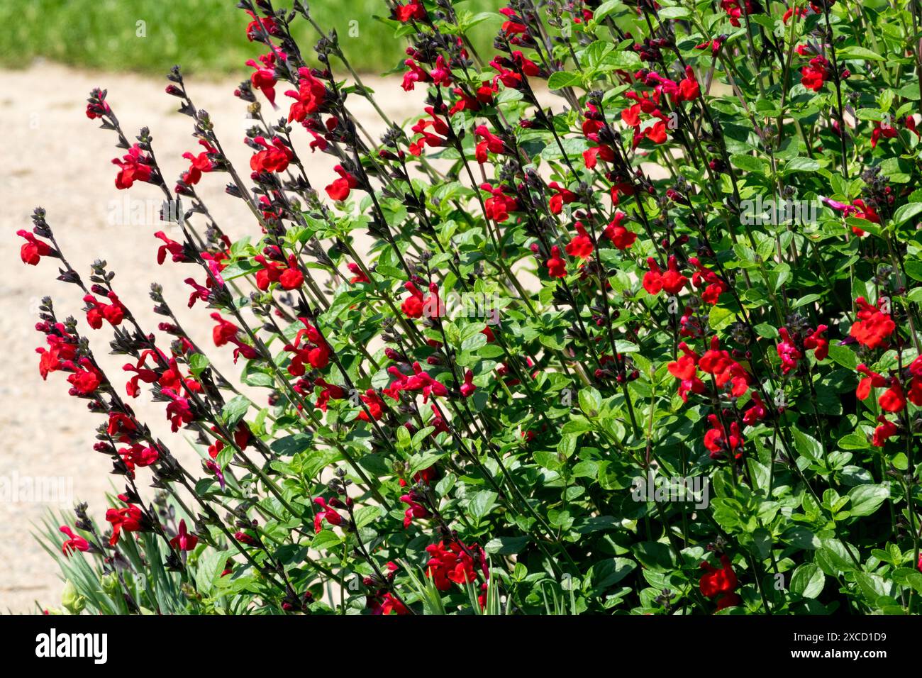 Fiori rossi Ipomopsis rubra Foto Stock