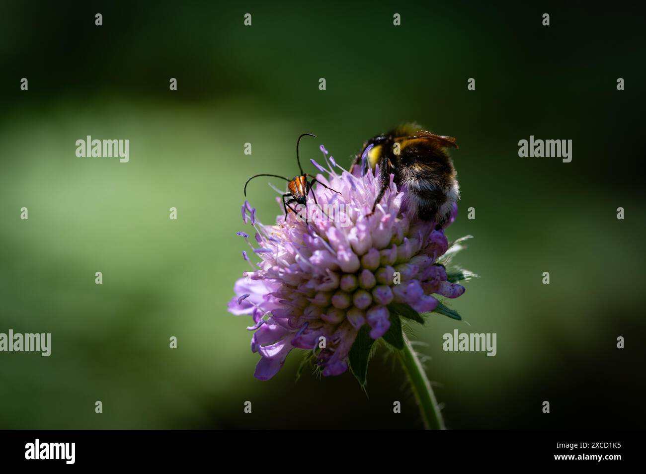 Un'ape cardaria comune (Bombus pascuorum) su un fiore del trifoglio rosso (Trifolium pratense). Lituania Foto Stock