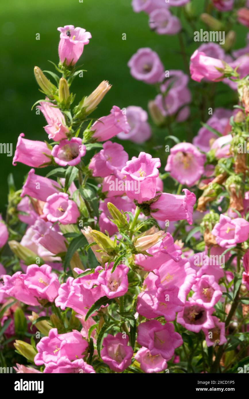 Bellflower Campanula medio 'Canterbury Bells' giardino rosa fiorito Foto Stock