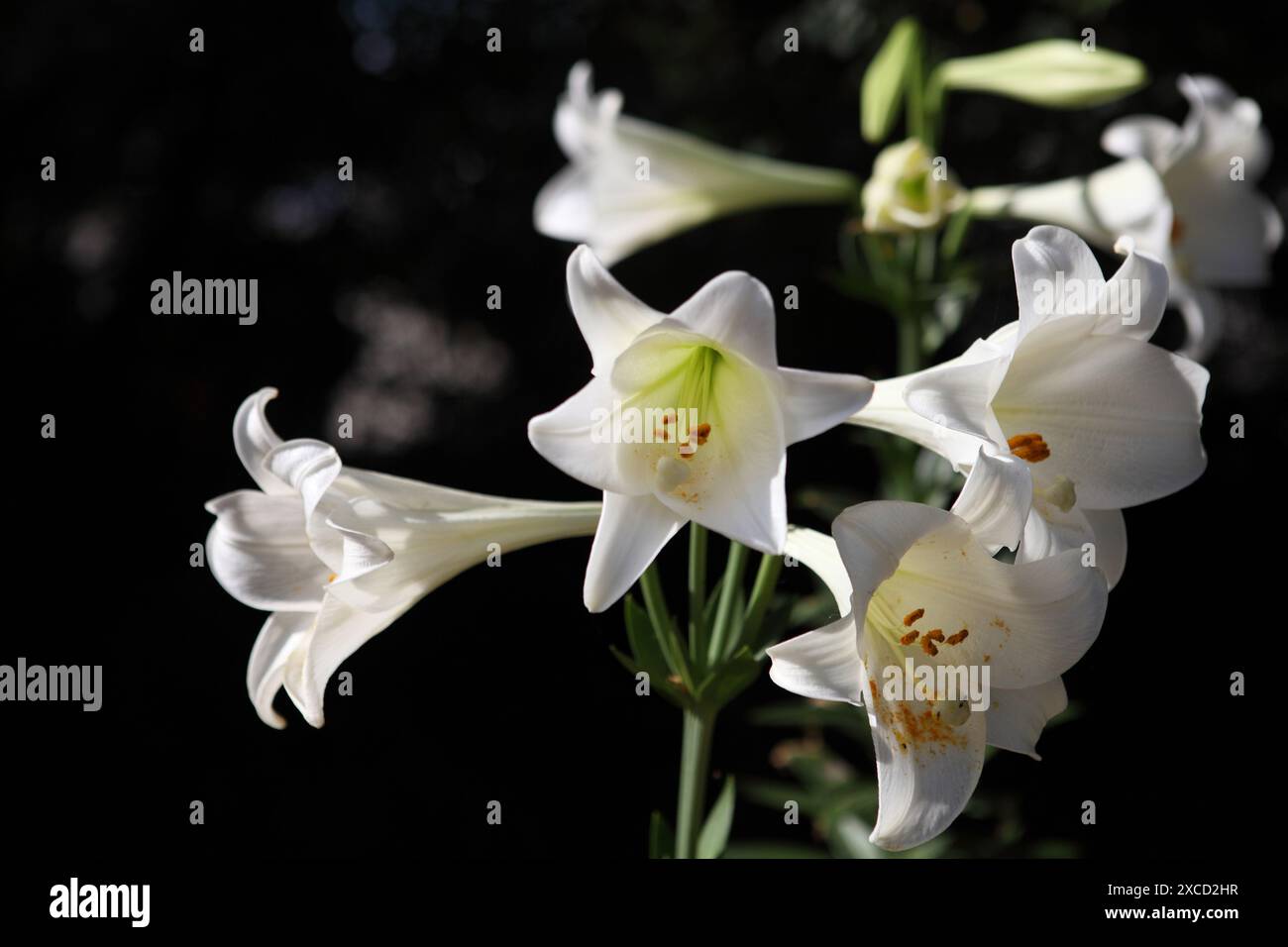 Lilium Longiflorum, spesso chiamato Giglio pasquale, un fiore coltivato della famiglia delle Liliaceae Foto Stock