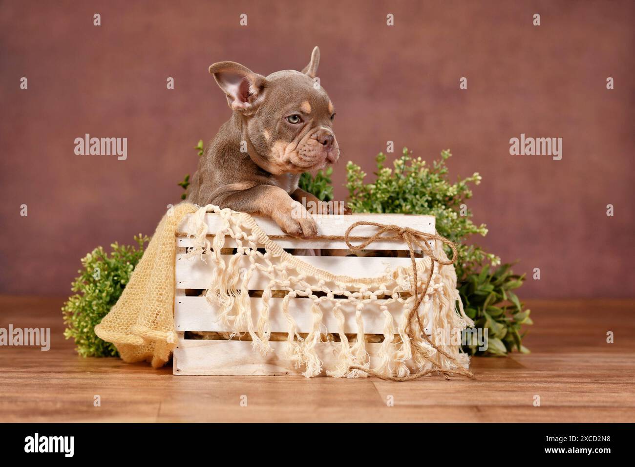 Isabella tan cucciolo Bulldog francese in scatola con decorazioni boho di fronte a sfondo marrone Foto Stock